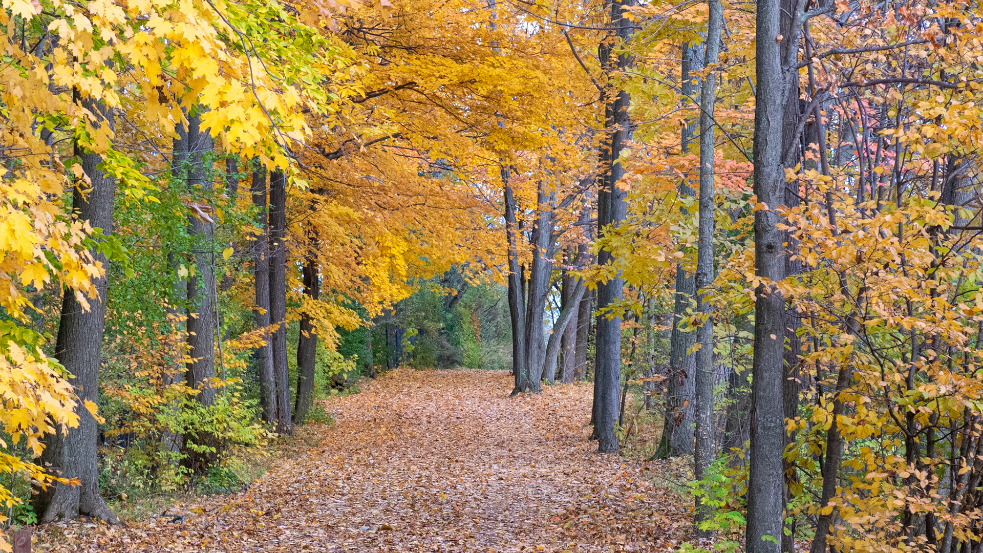 Fall foliage - Canal path