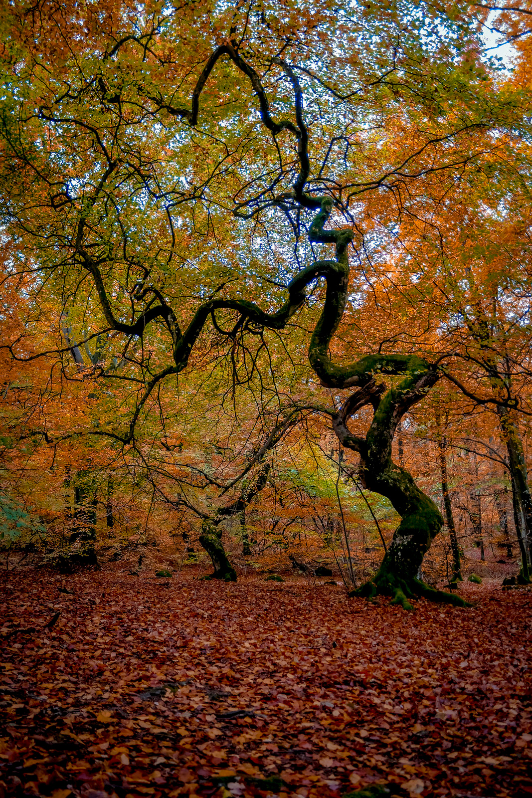 Trollskogen