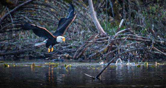 Bald eagle after ducklings on Sammamish Lake. Redmond, WA