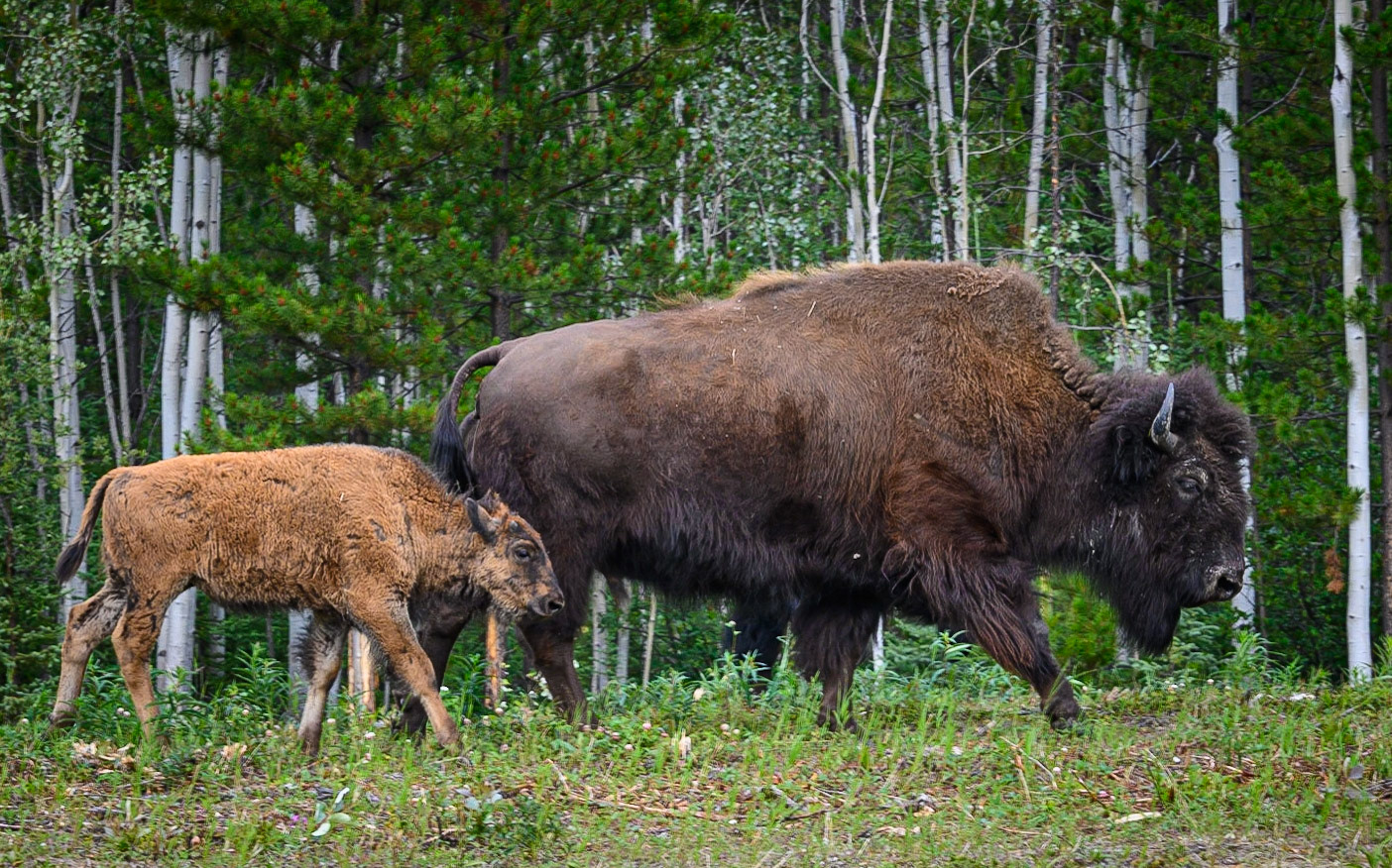 Buffalo. Near Fireside, B.C.