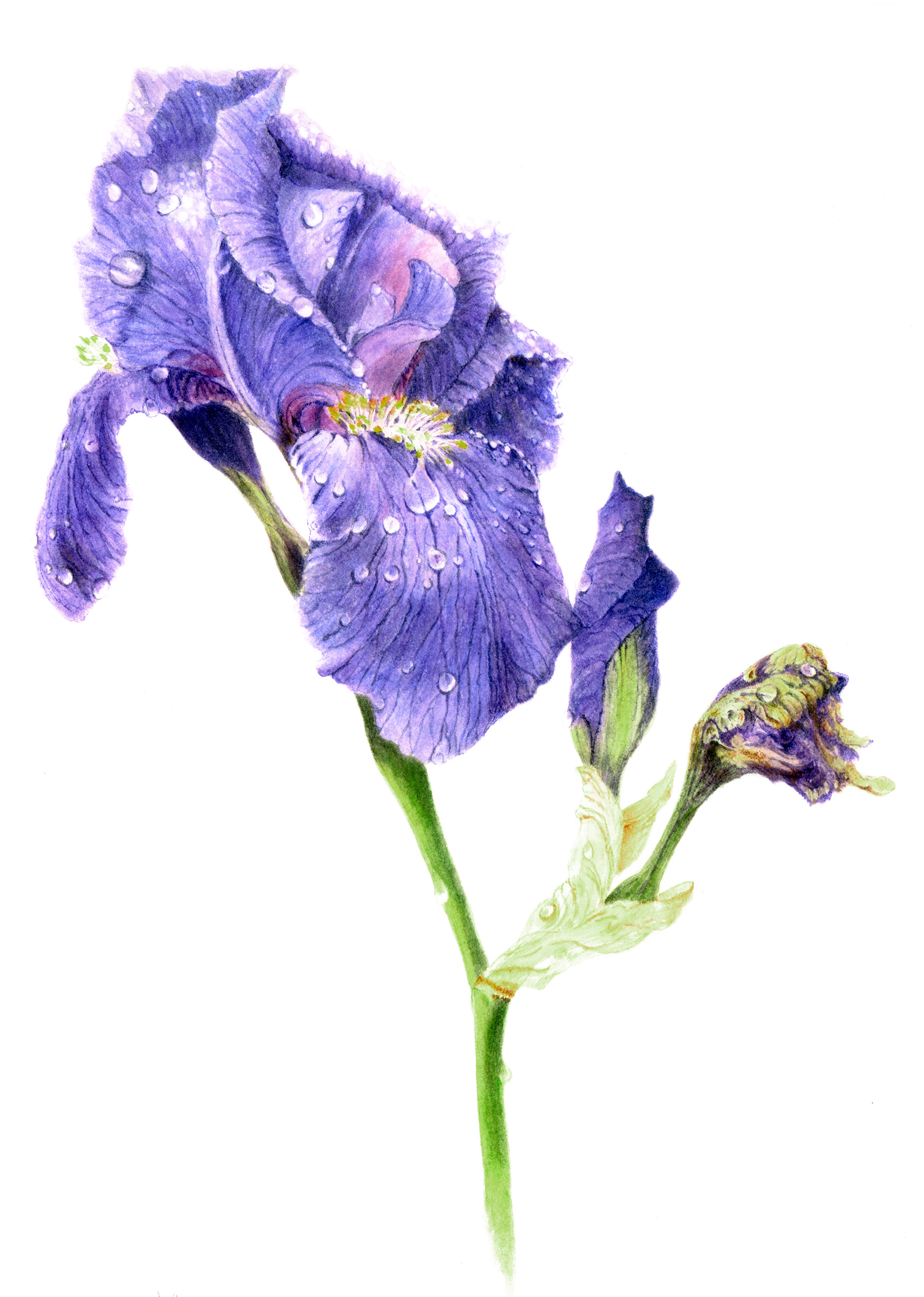 Bruce A. Wilson Illustration - Botanical Watercolor