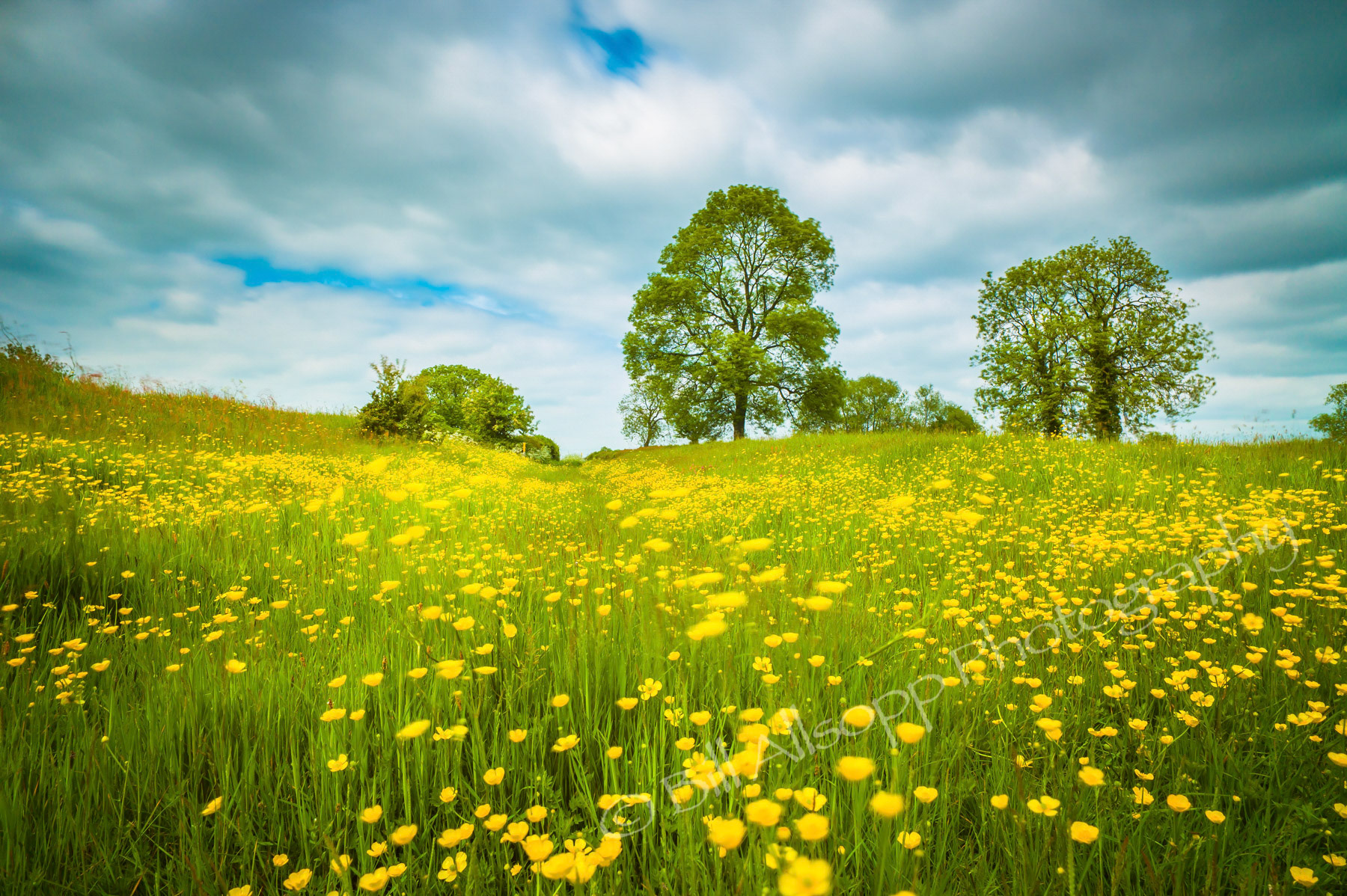 Buttercups sway in the wind in this long exposure of a meadow.