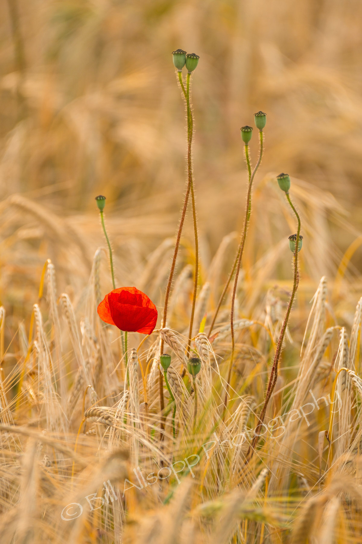 Poppy flower and seed heads in a barley field.