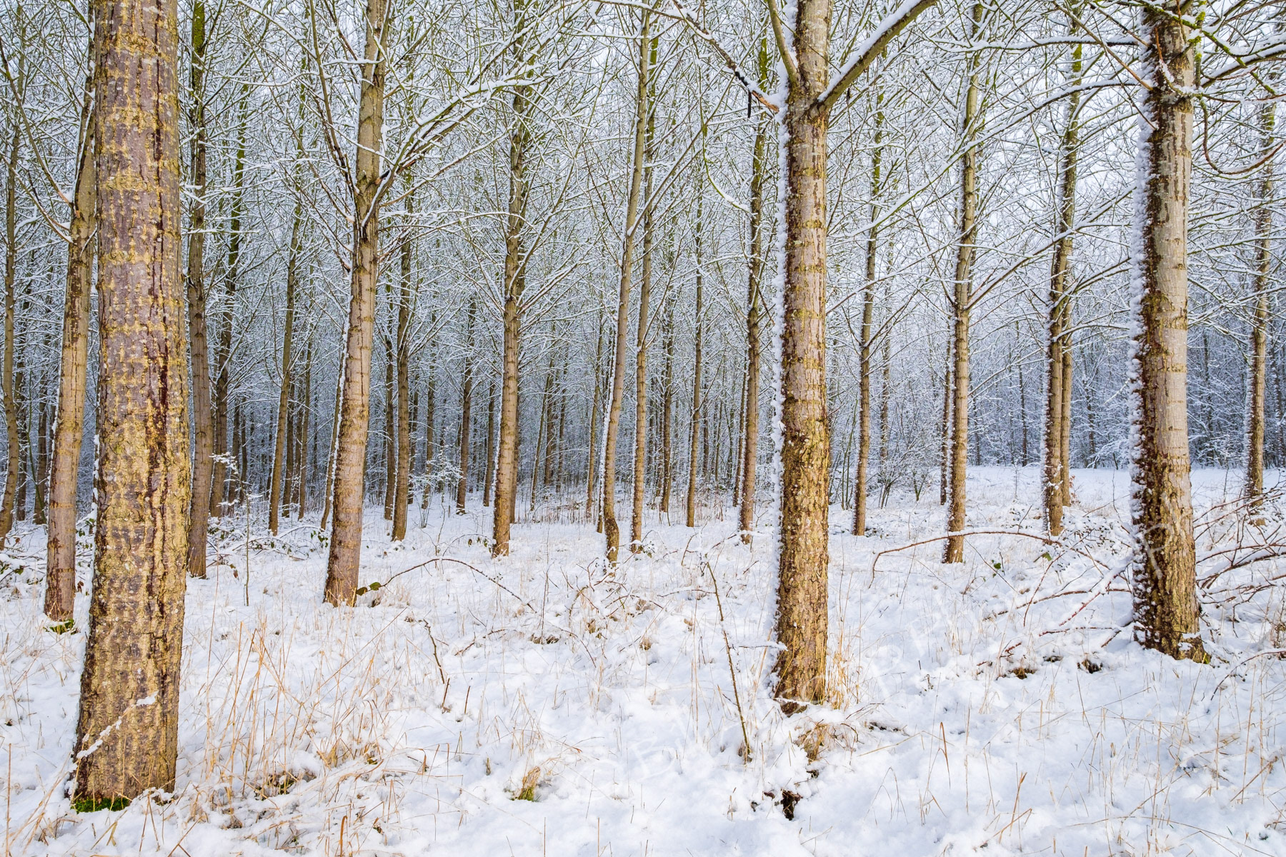 National Forest woodland in winter.