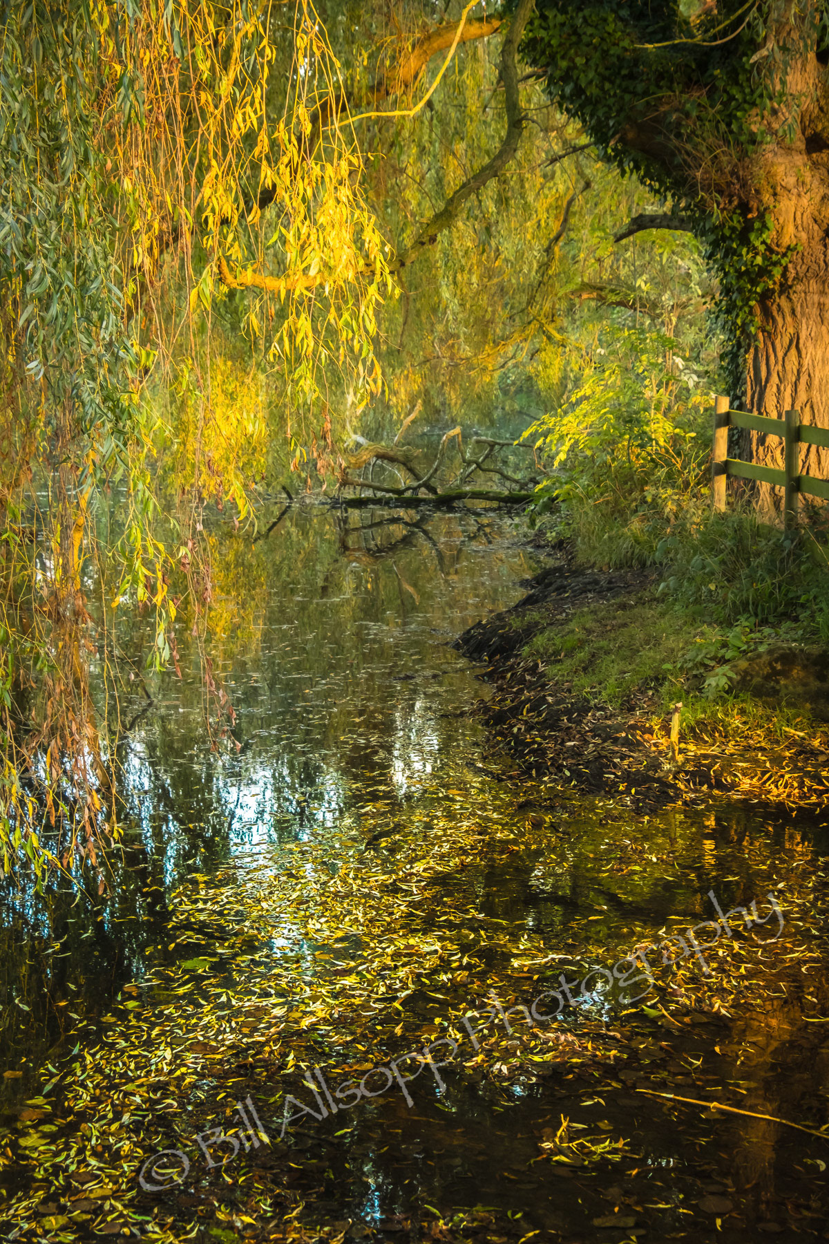 A weeping willow in autumn sheds its coulourful leaves on a pond.