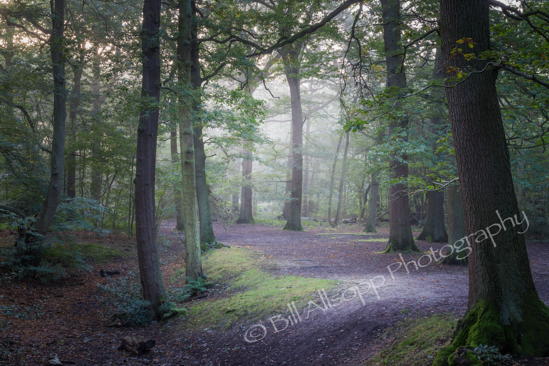 Oak Trees in Swithland woods, part of the old Charnwood Forest.