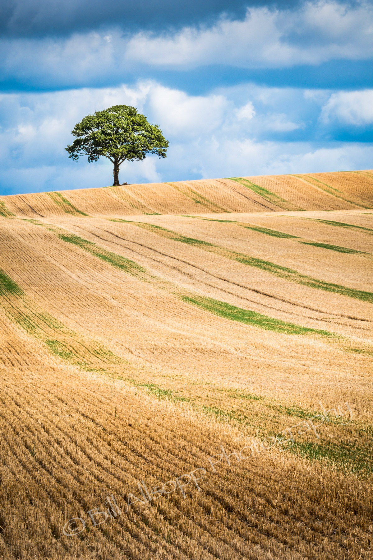 A lone tree on the skyline of a stubble field.