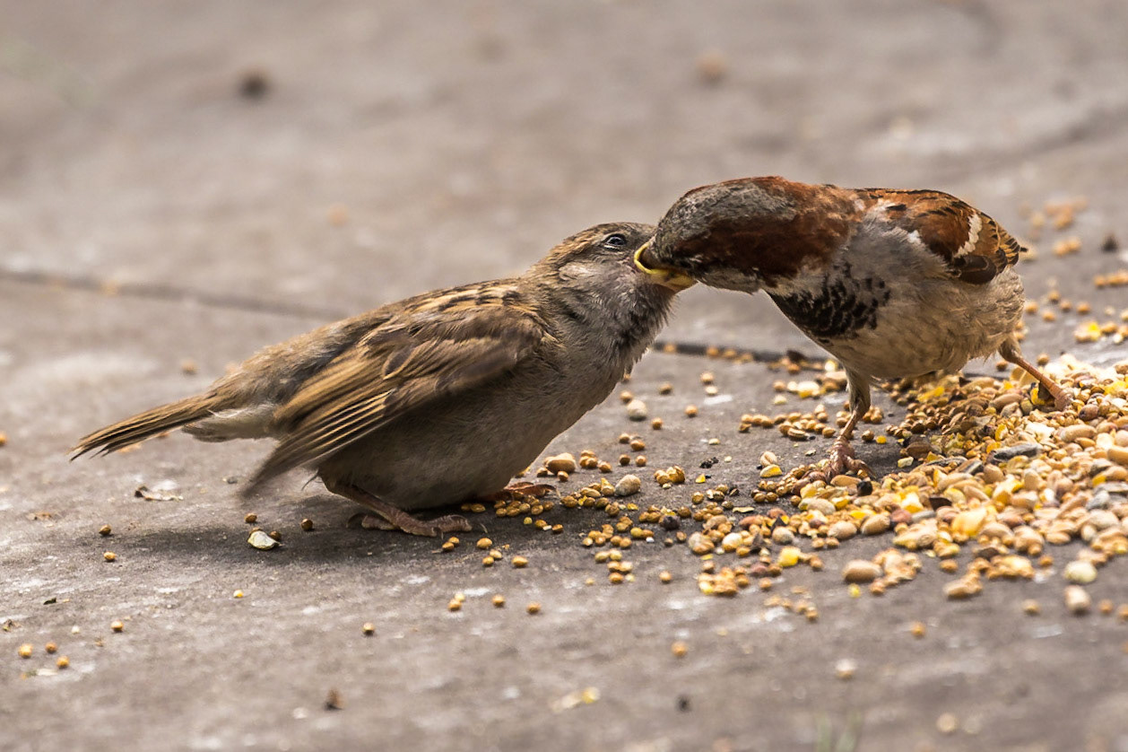 Mom feeding baby