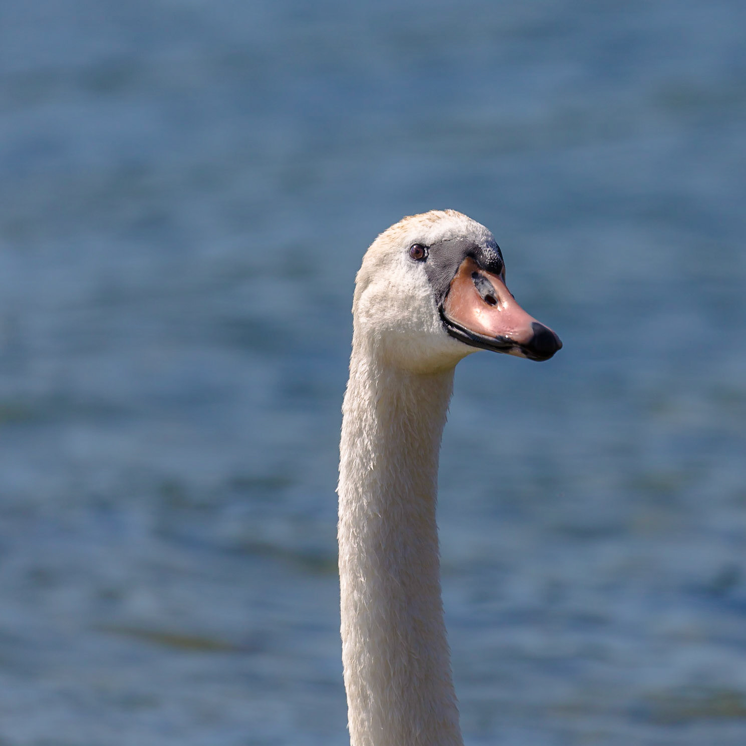 Swan checking it out
