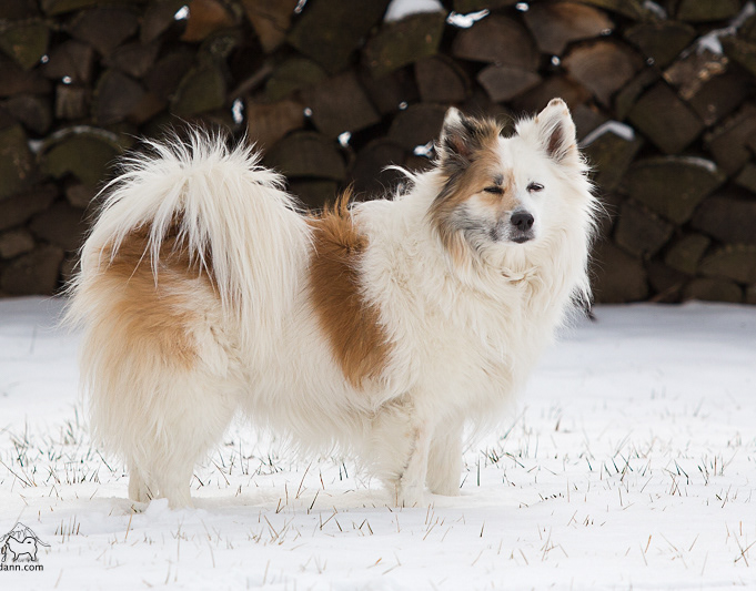 Nylendu Icelandic Sheepdogs Our Icelandic Sheepdogs