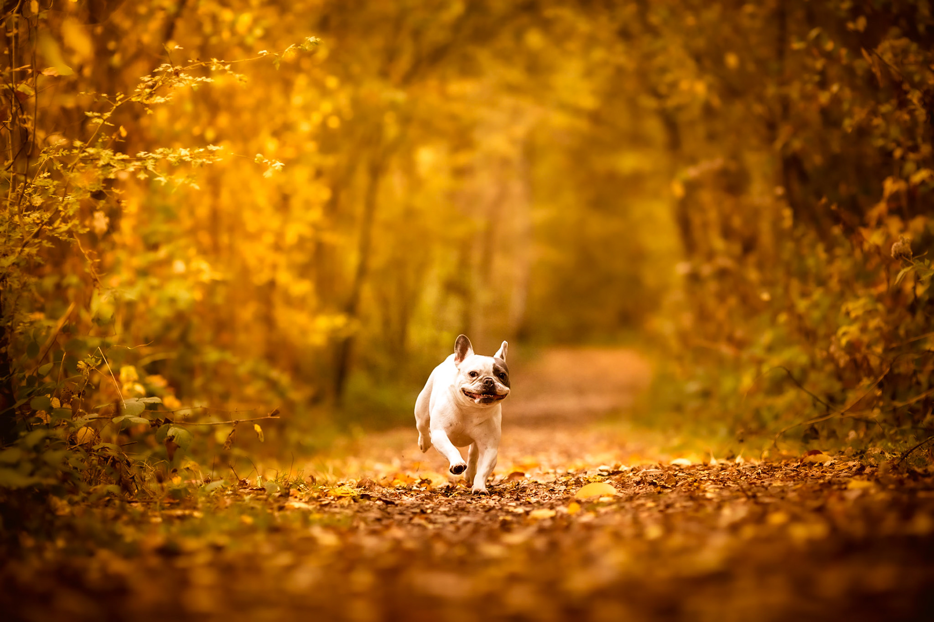 Max de hond in de natuur. Maxie Paxie voor de vrienden.