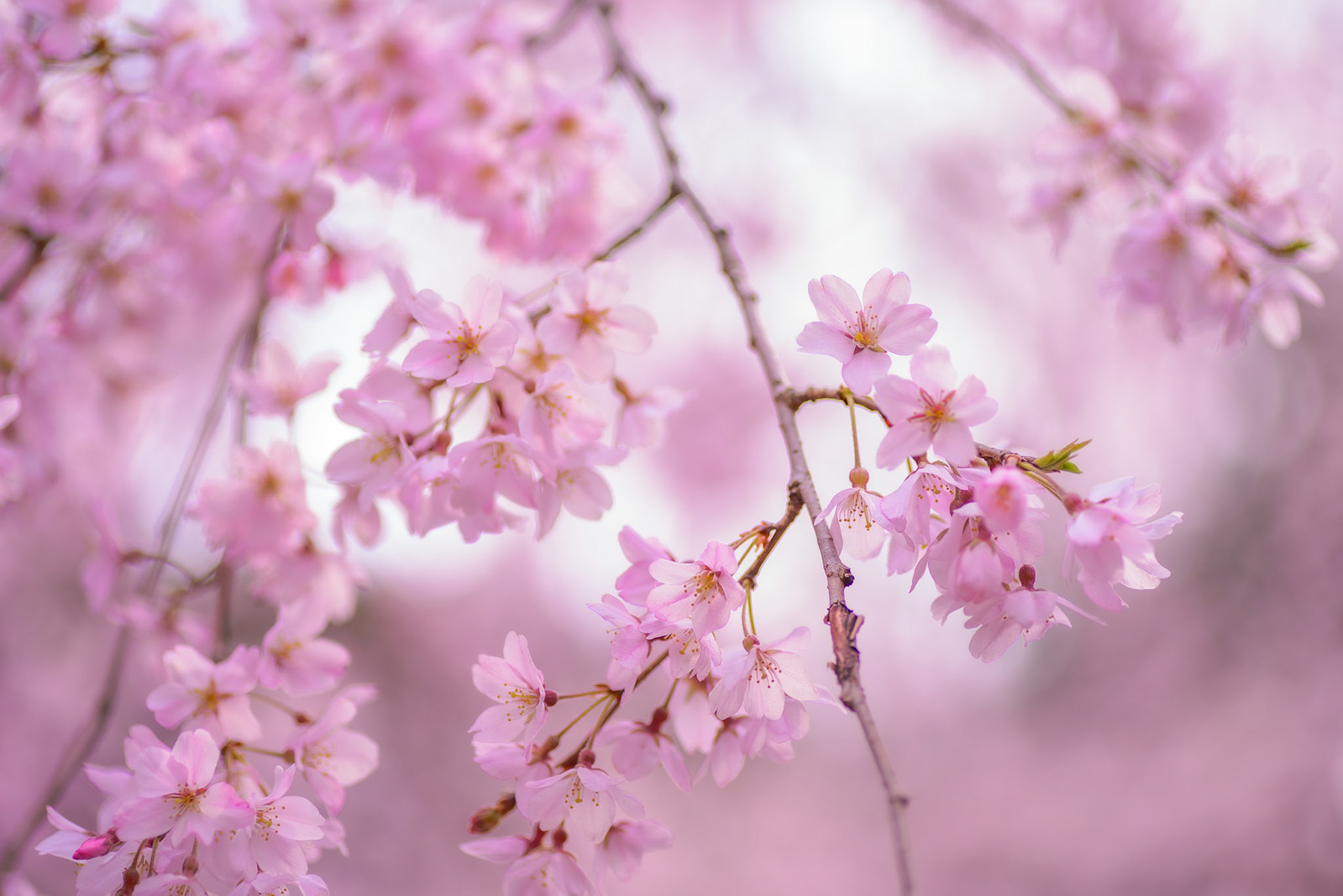六義園のしだれ桜