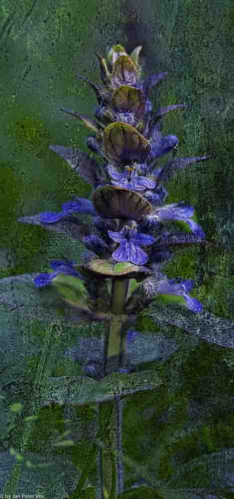 Ajuga