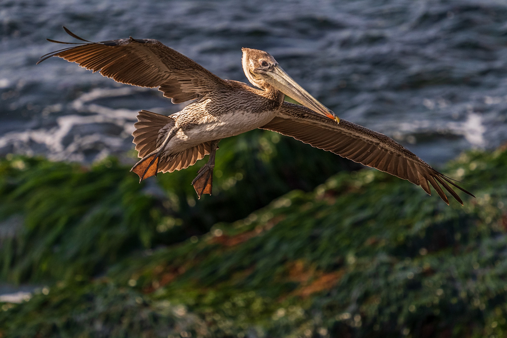 Brown Pelican in flight
