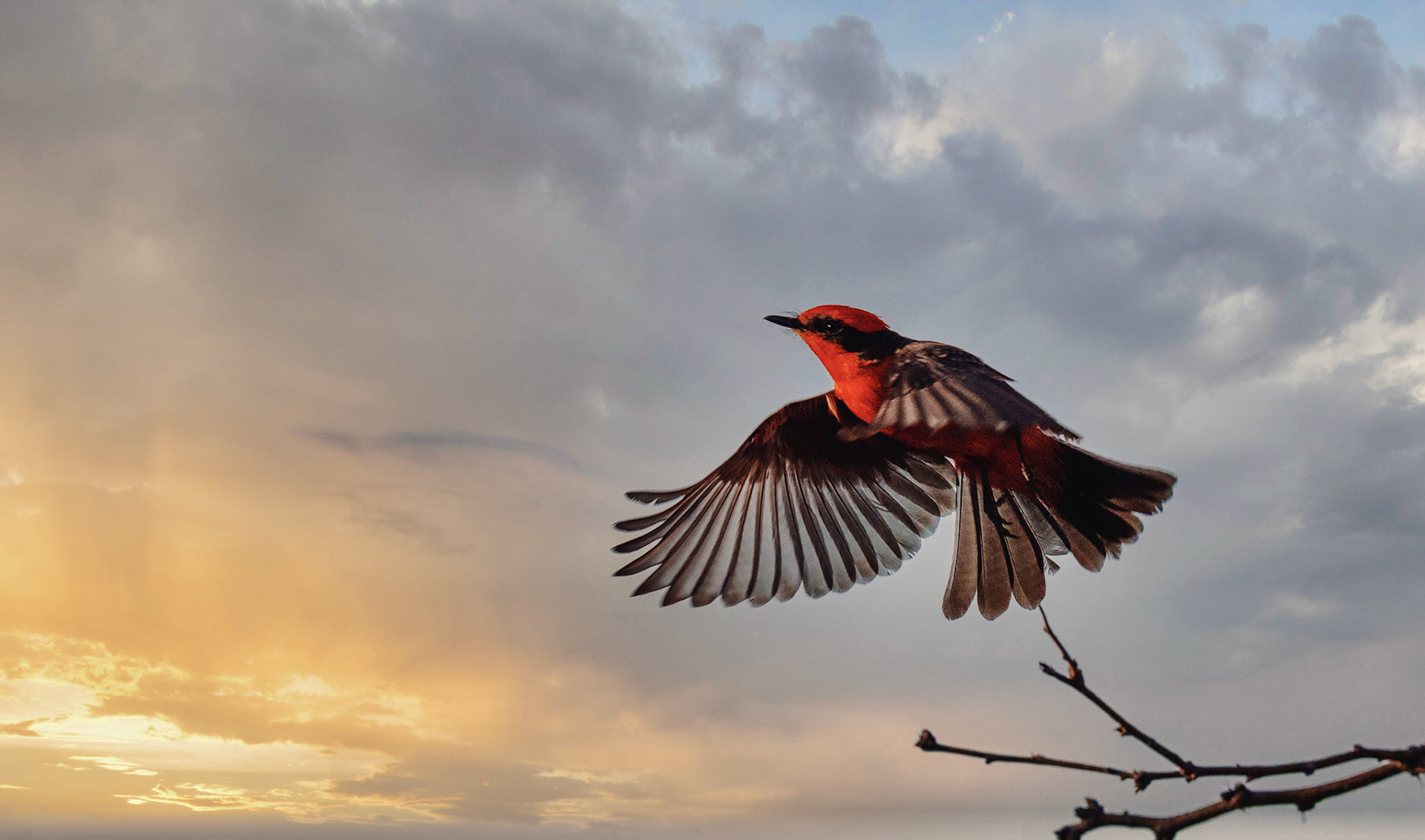 Vermilion Flycatcher takes flight