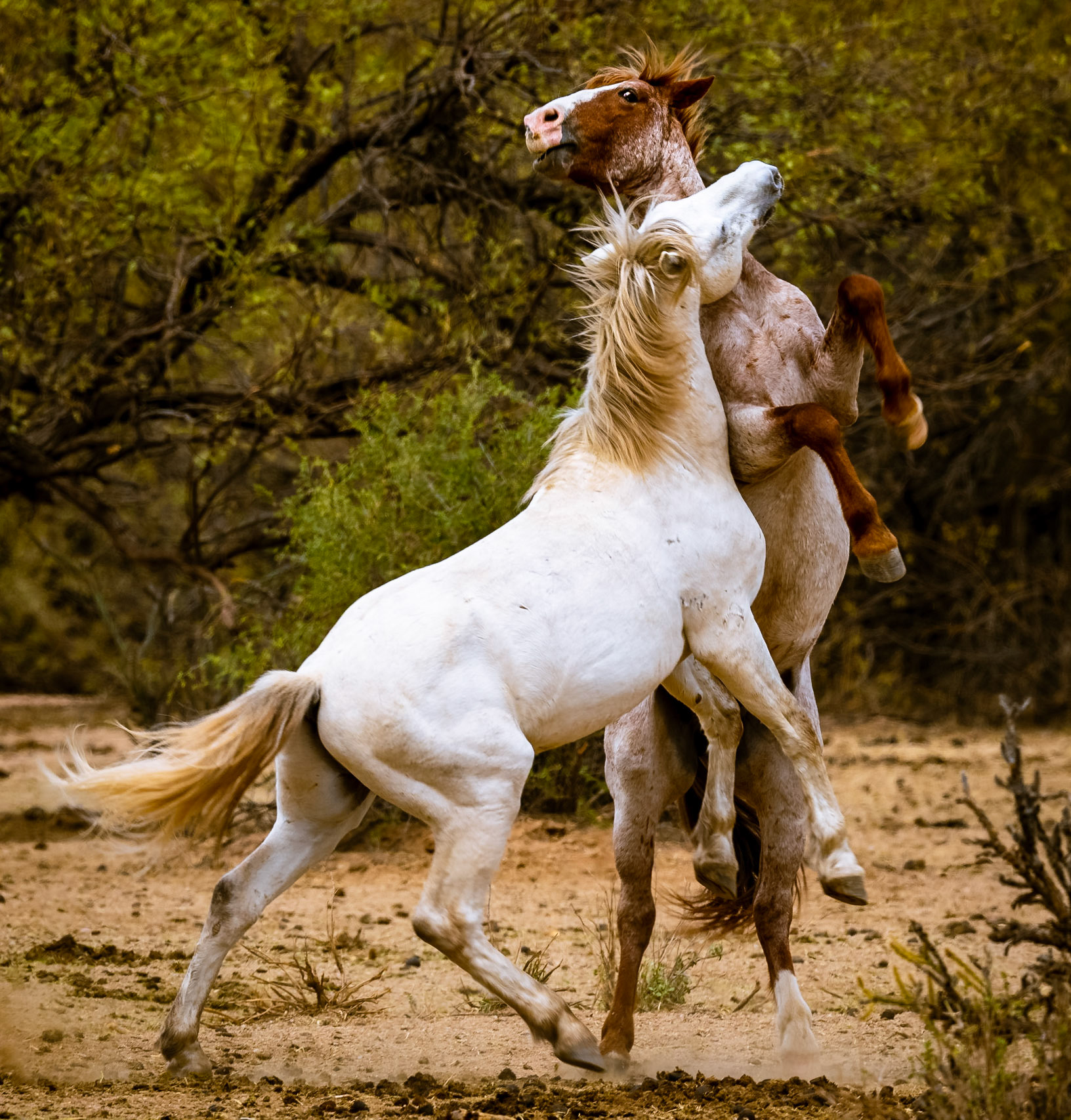 Wild Horses Sparring