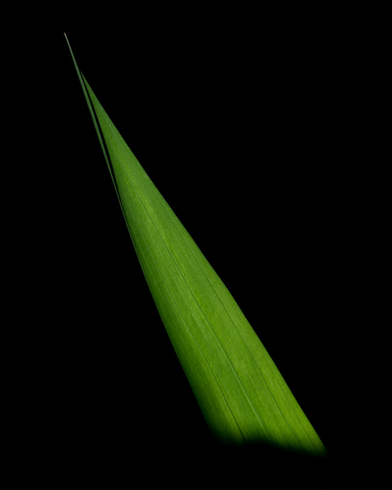 Limelight