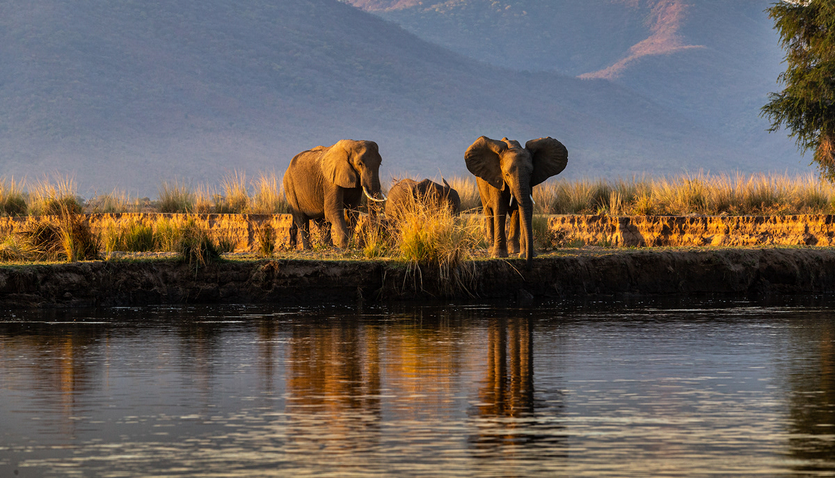 Mana Pools - Elephant Reflections