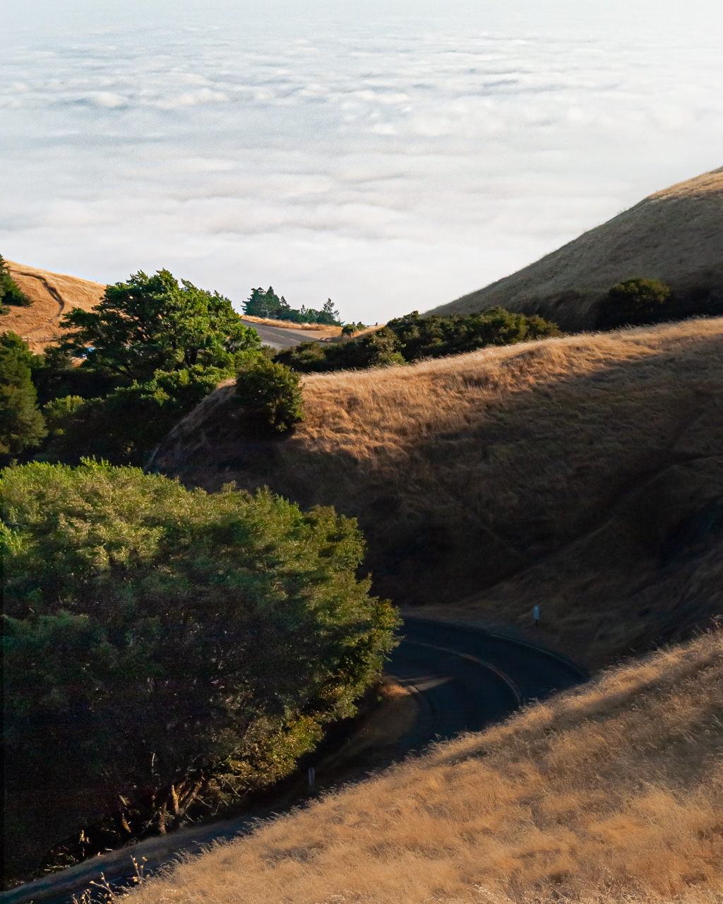 Mt. Tam