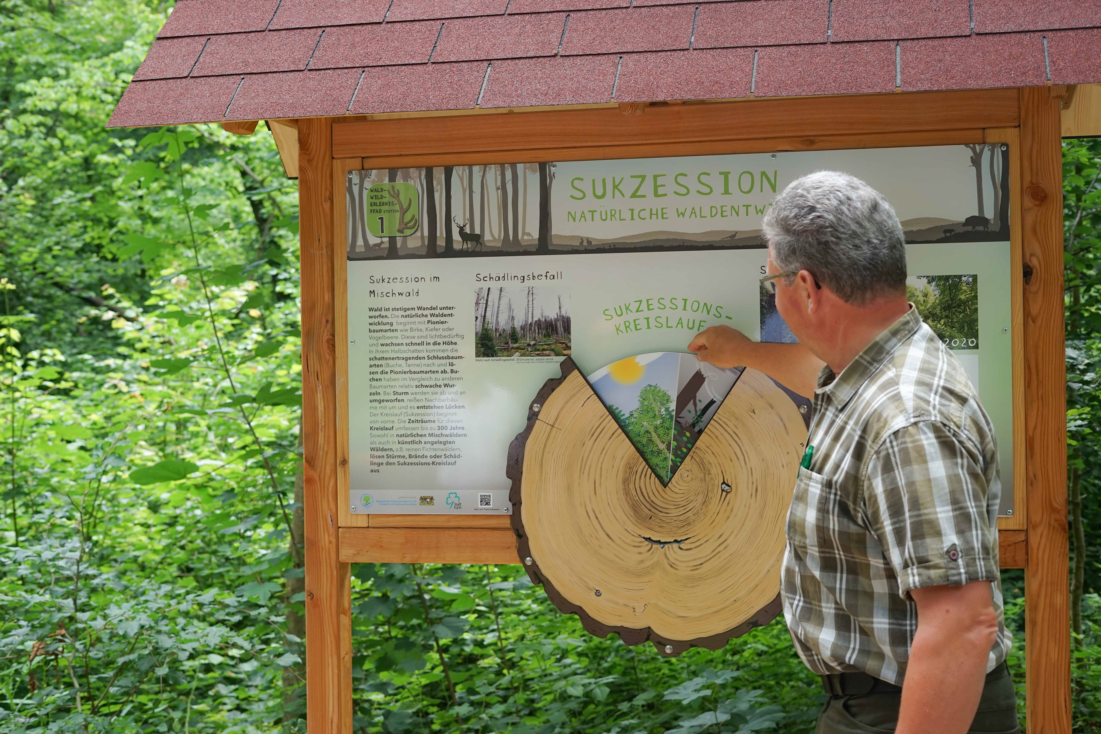 Sukzession mit Abbildung der einzelnen Sukzessionsschritte