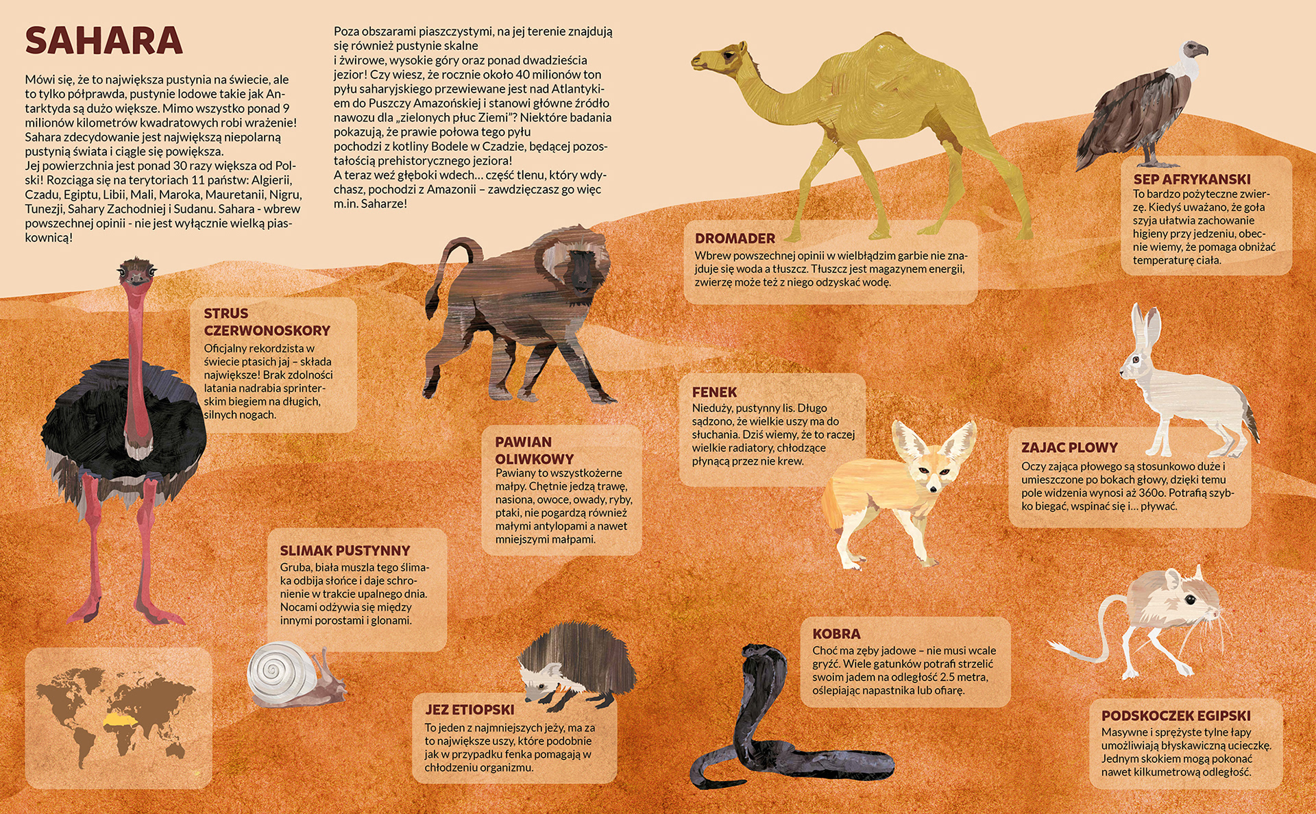 Justyna Styszyńska Illustrations - Sahara desert animals
