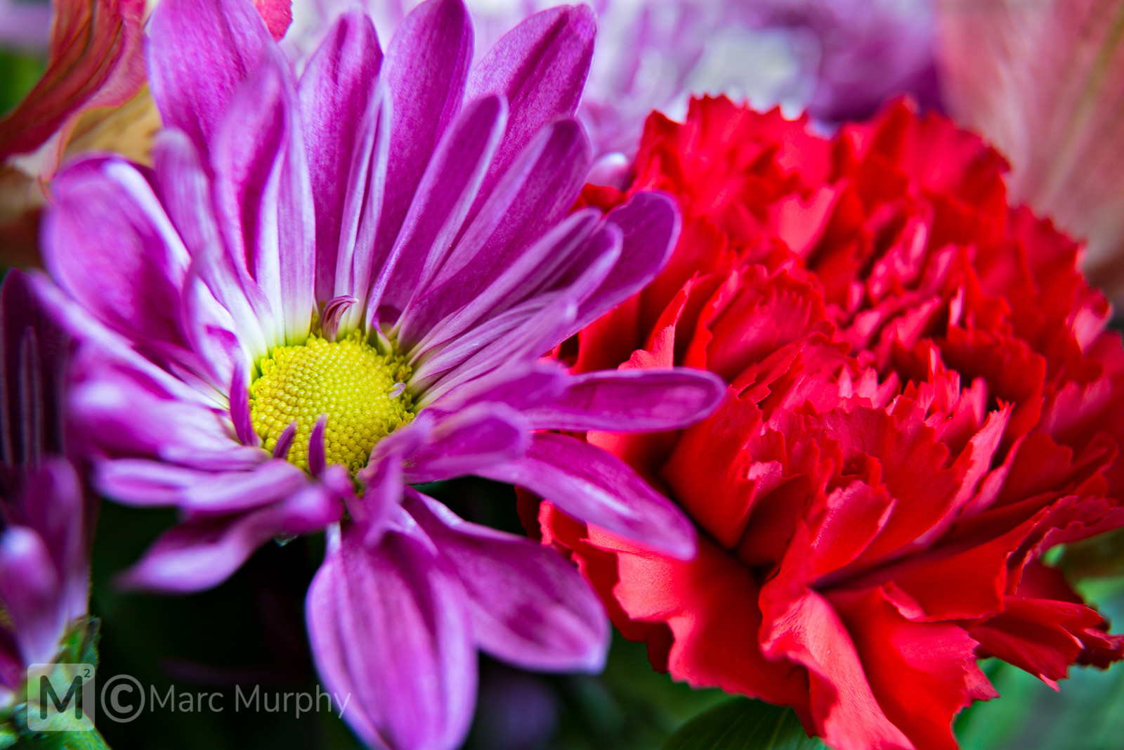Close-up Macro Purple Daisy Flower with Yellow Center and Red Carnation Flower