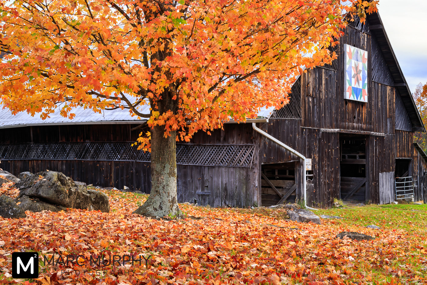 Old East Tennessee Barn in the Fall with Orange Leaves on a Tree and on the Ground