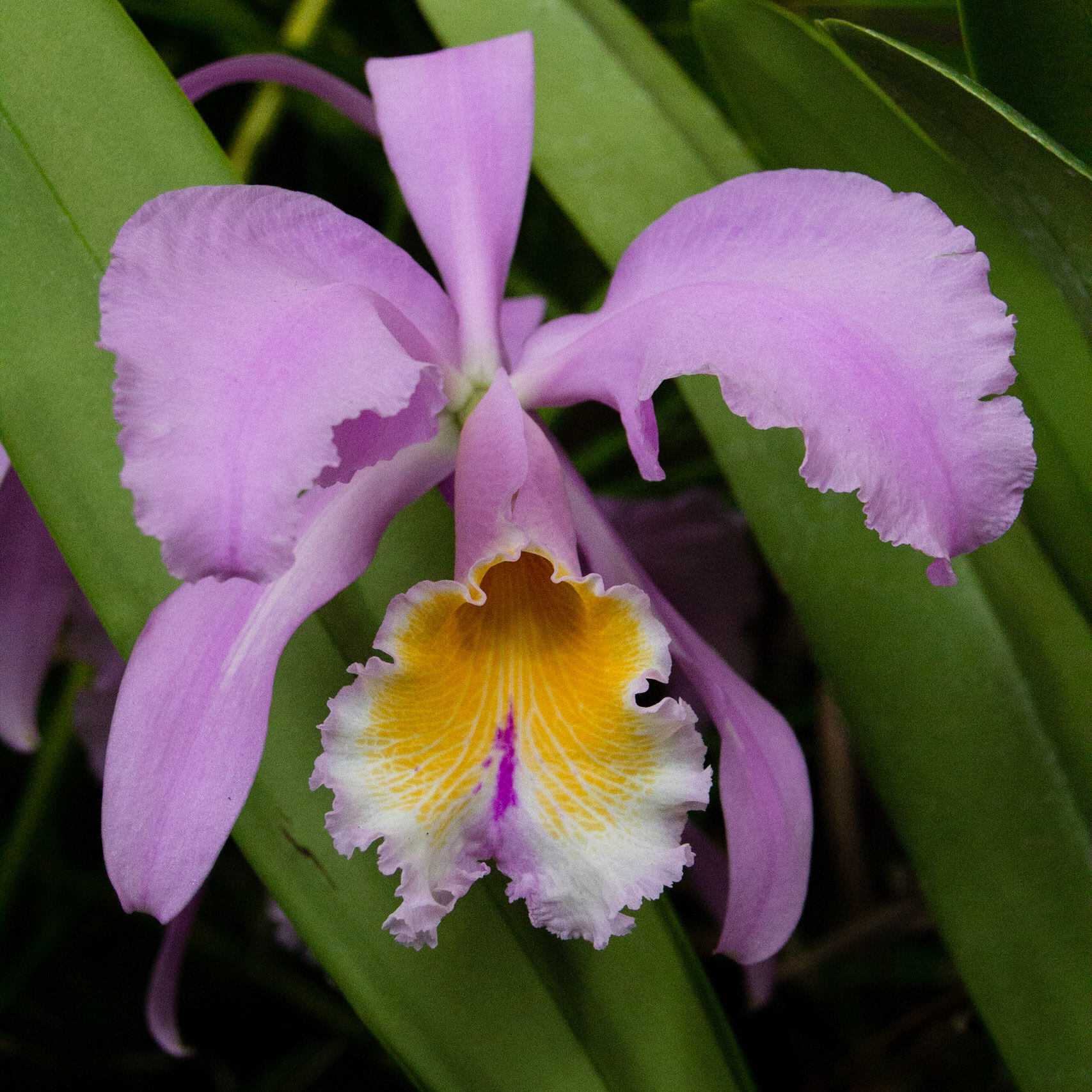 Flor de Mayo