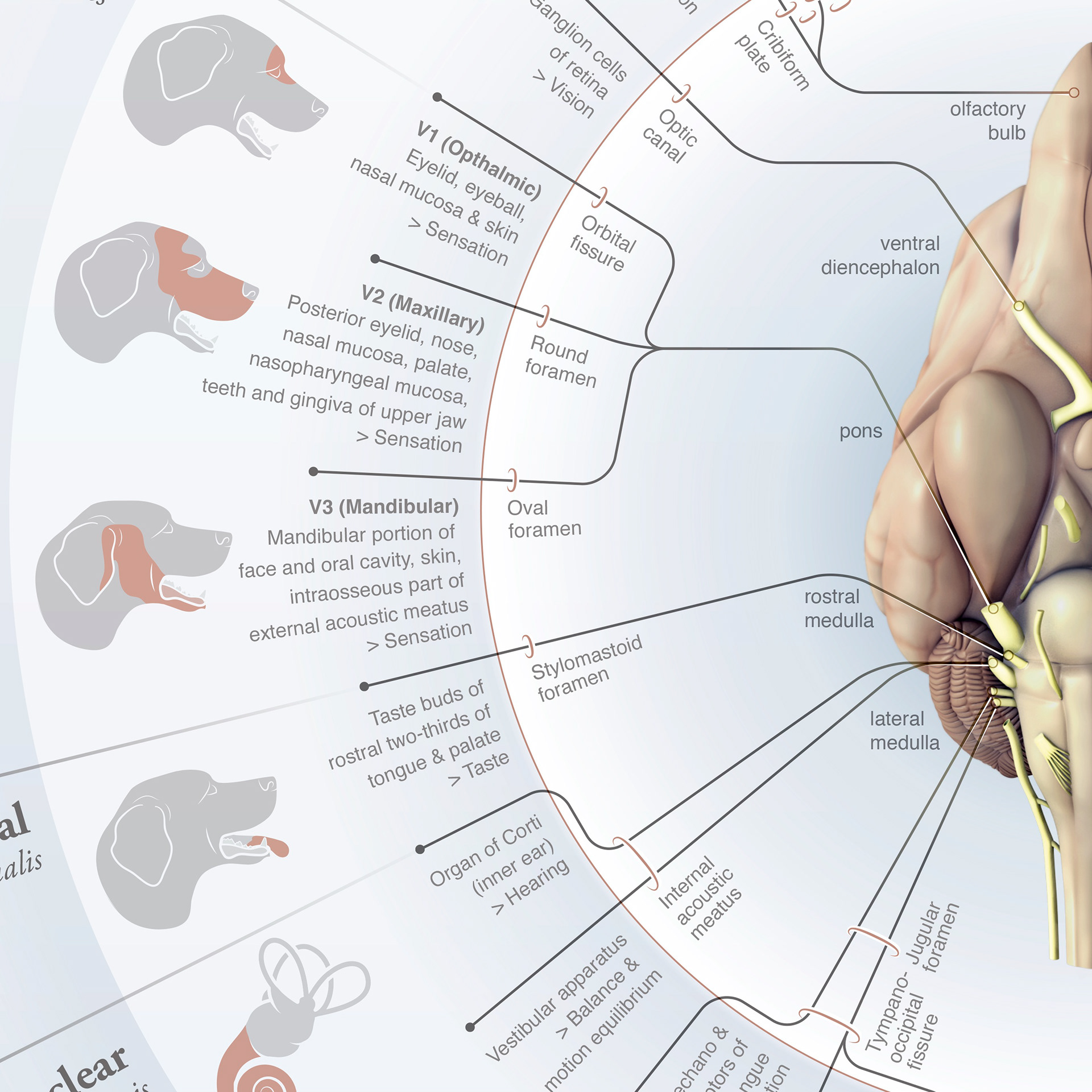 Medical and Veterinary Illustration by Diogo Guerra Biology Diagrams