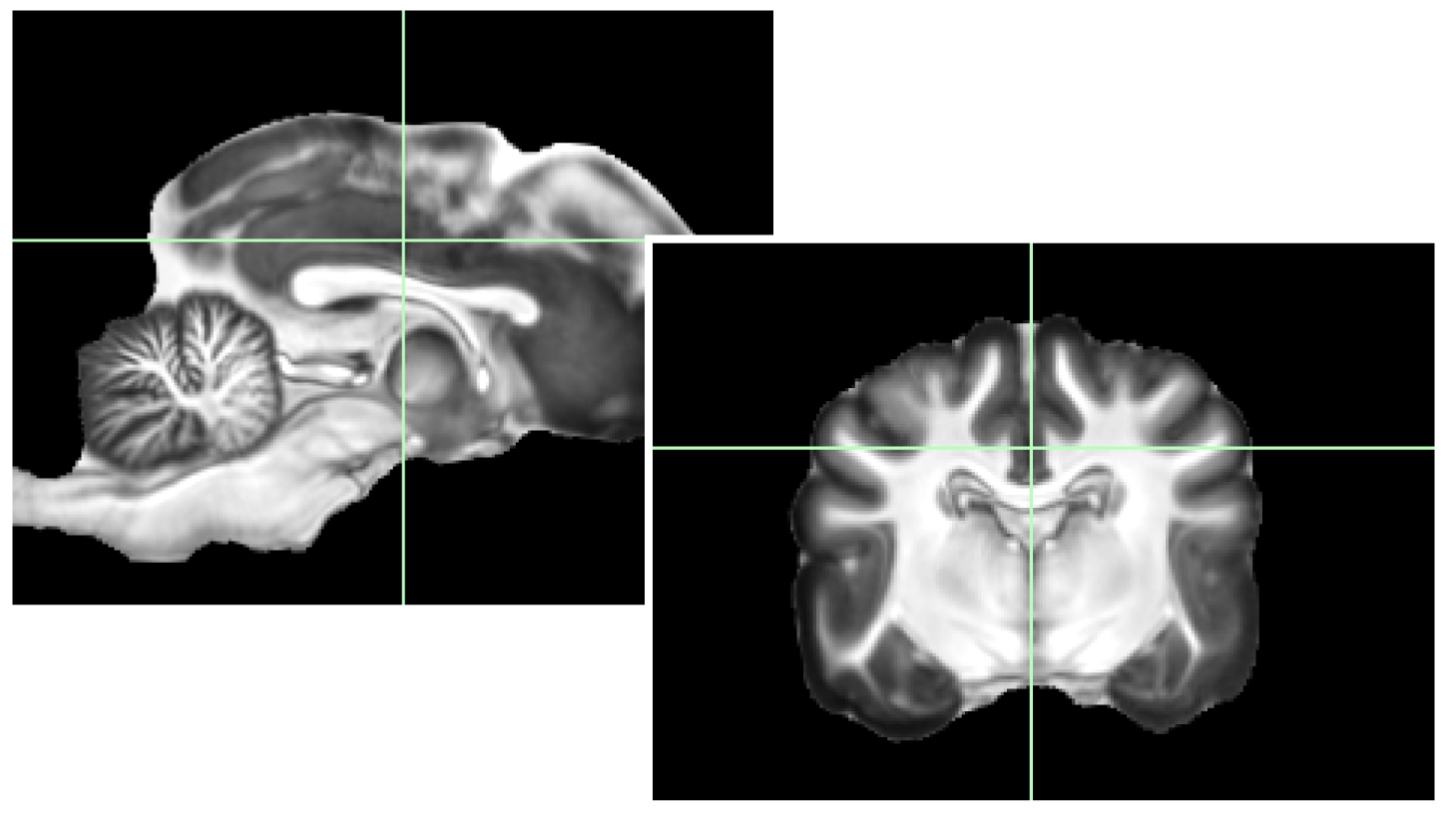 Medical and Veterinary Illustration by Diogo Guerra Resources / Veterinary Anatomy I