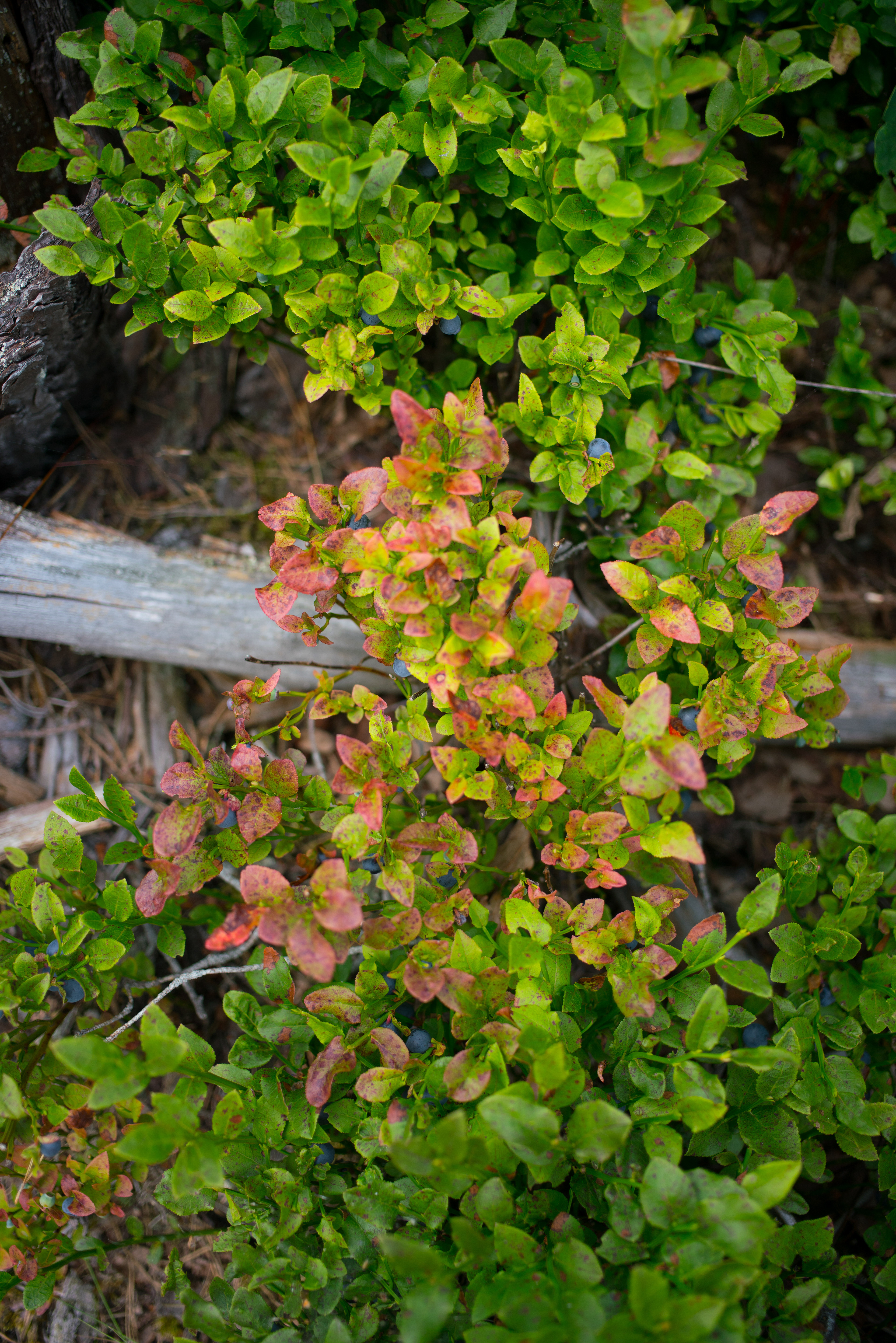 Wild Blueberries - Sweden