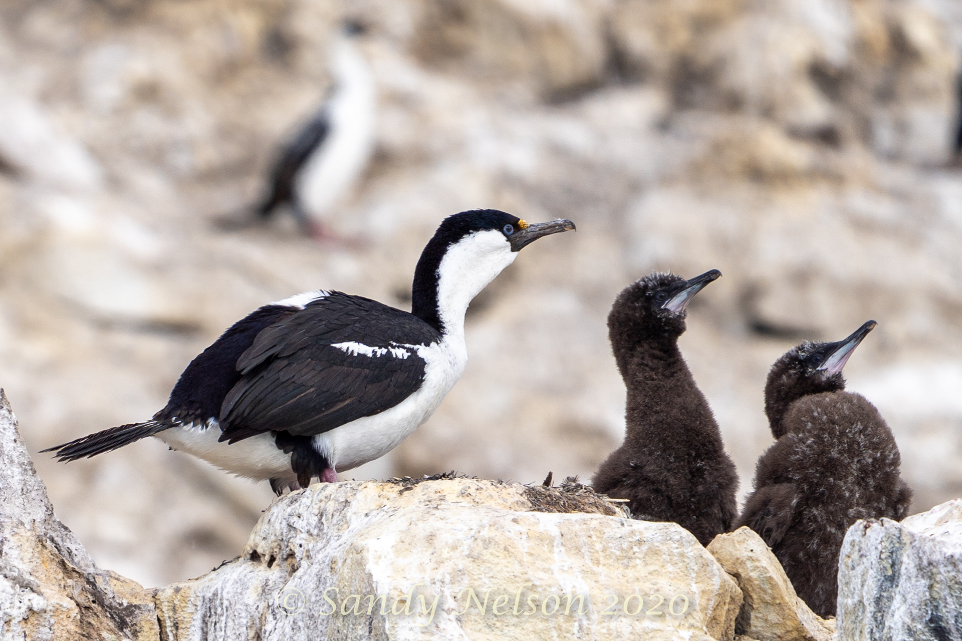 Pixuberant - Blue-eyed shag (cormorant)