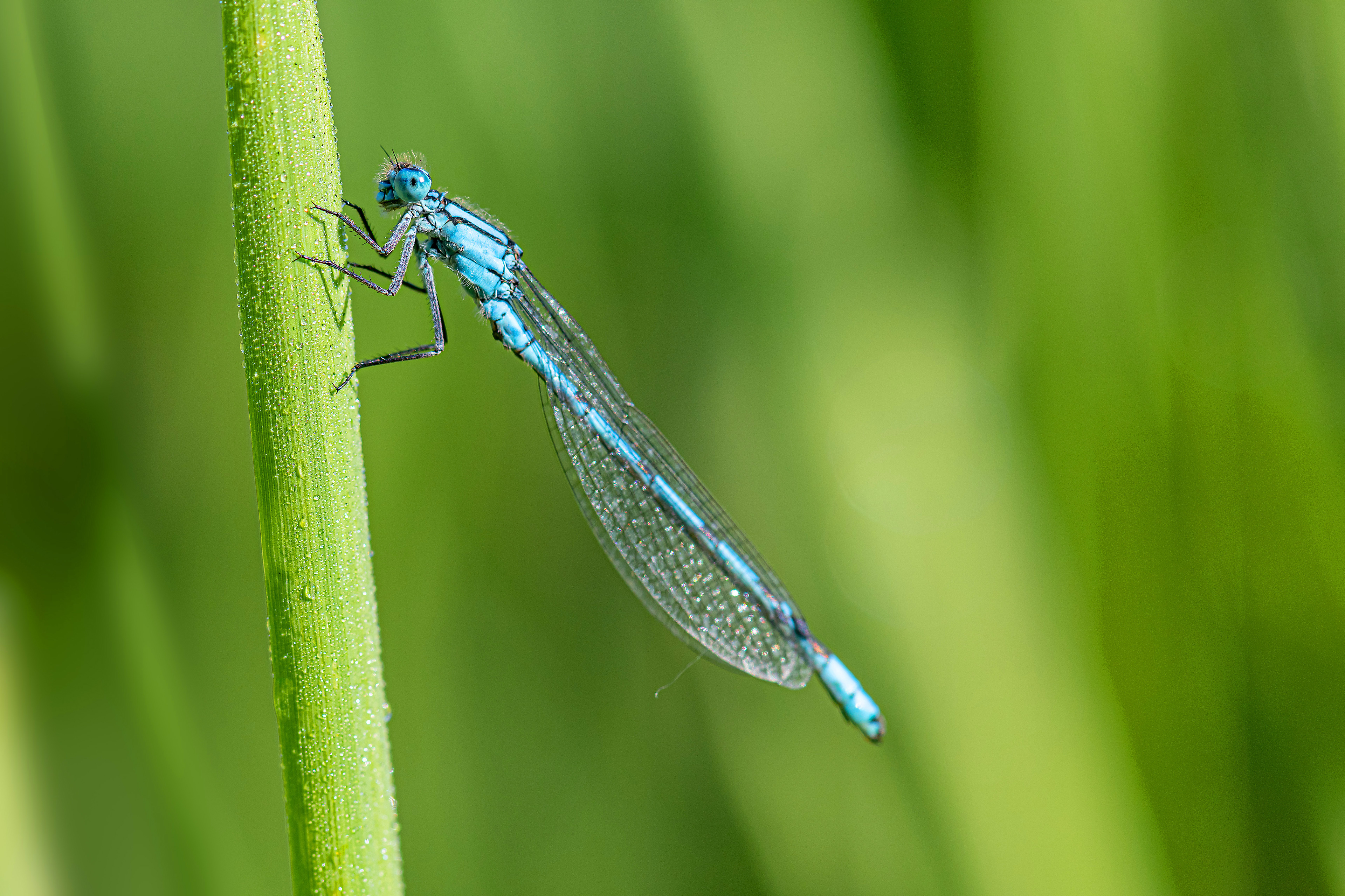 Agrion puella