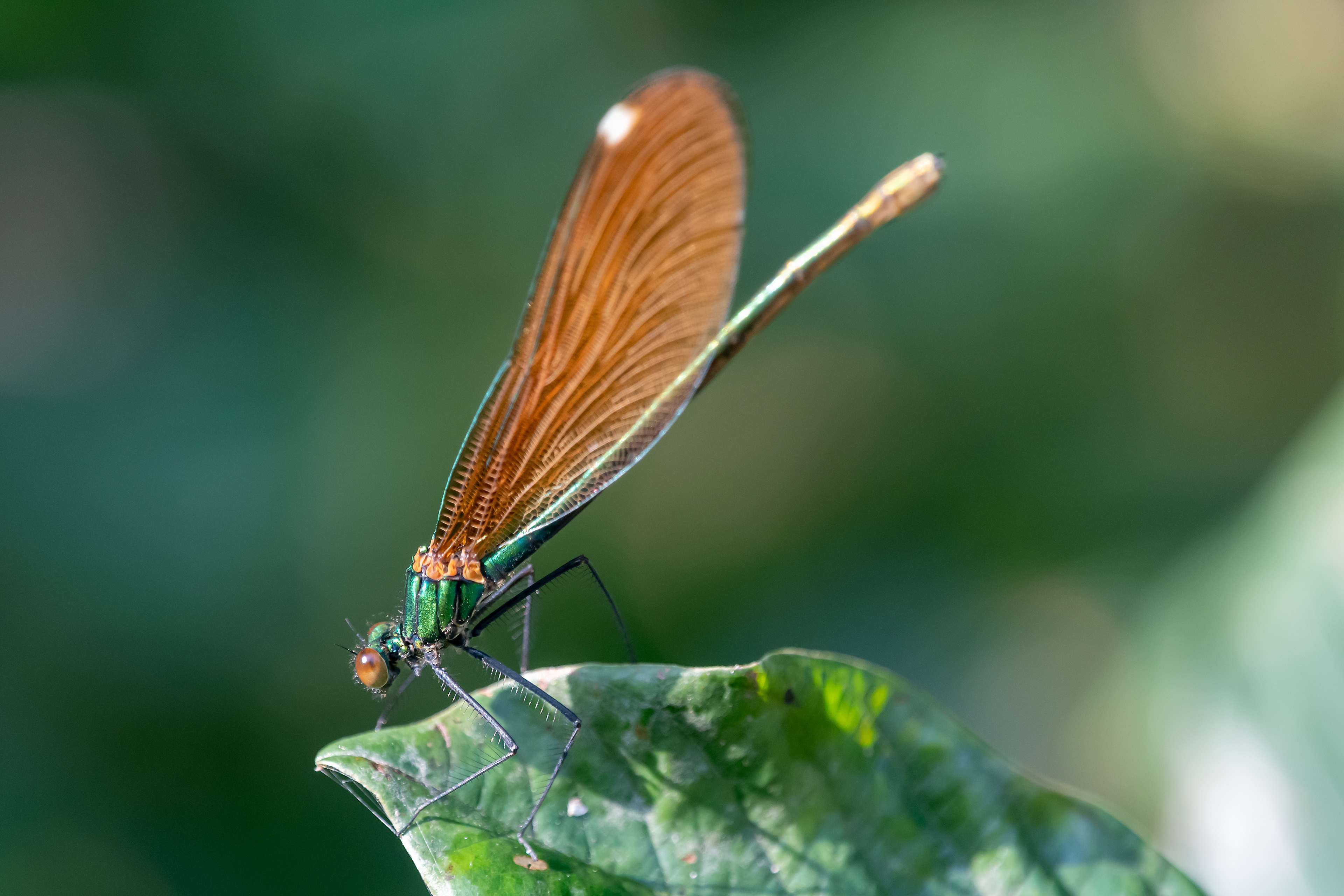 Calopteryx virgo