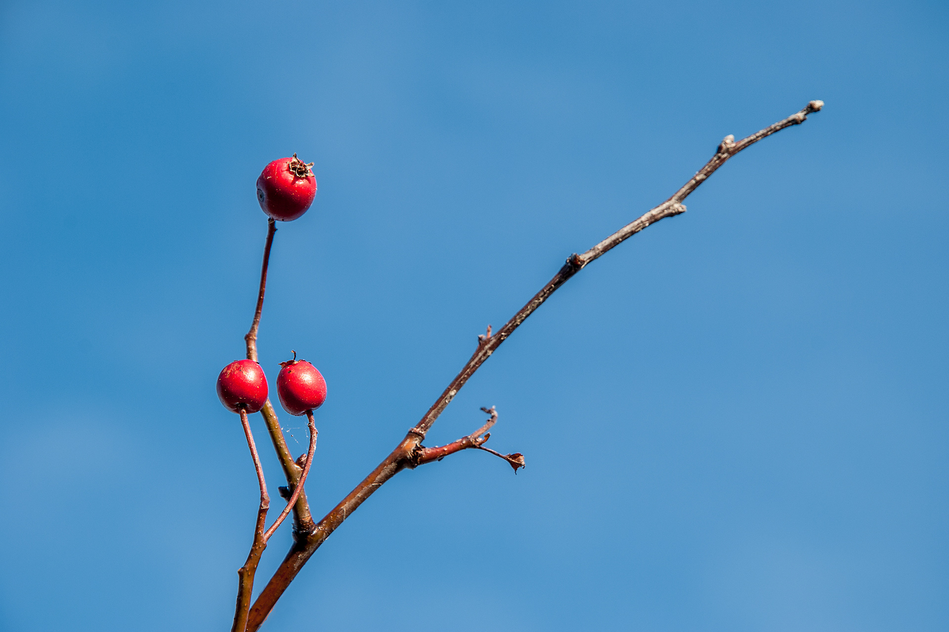 Rosa canina