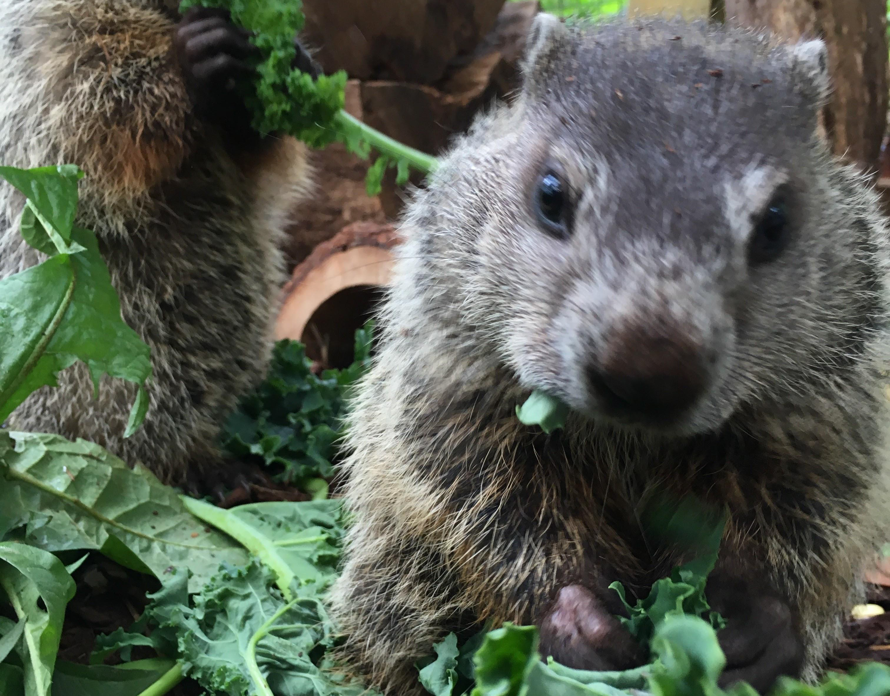 Rockfish Wildlife Center - GROUNDHOG