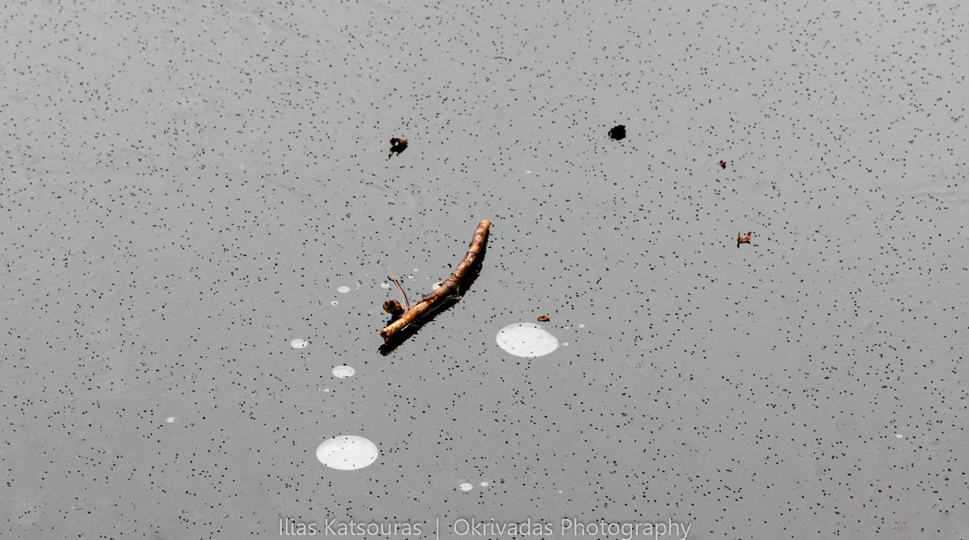 stick,ice,lake,surface,κλαδί,πάγος,χειμώνας,winter,επιφάνεια