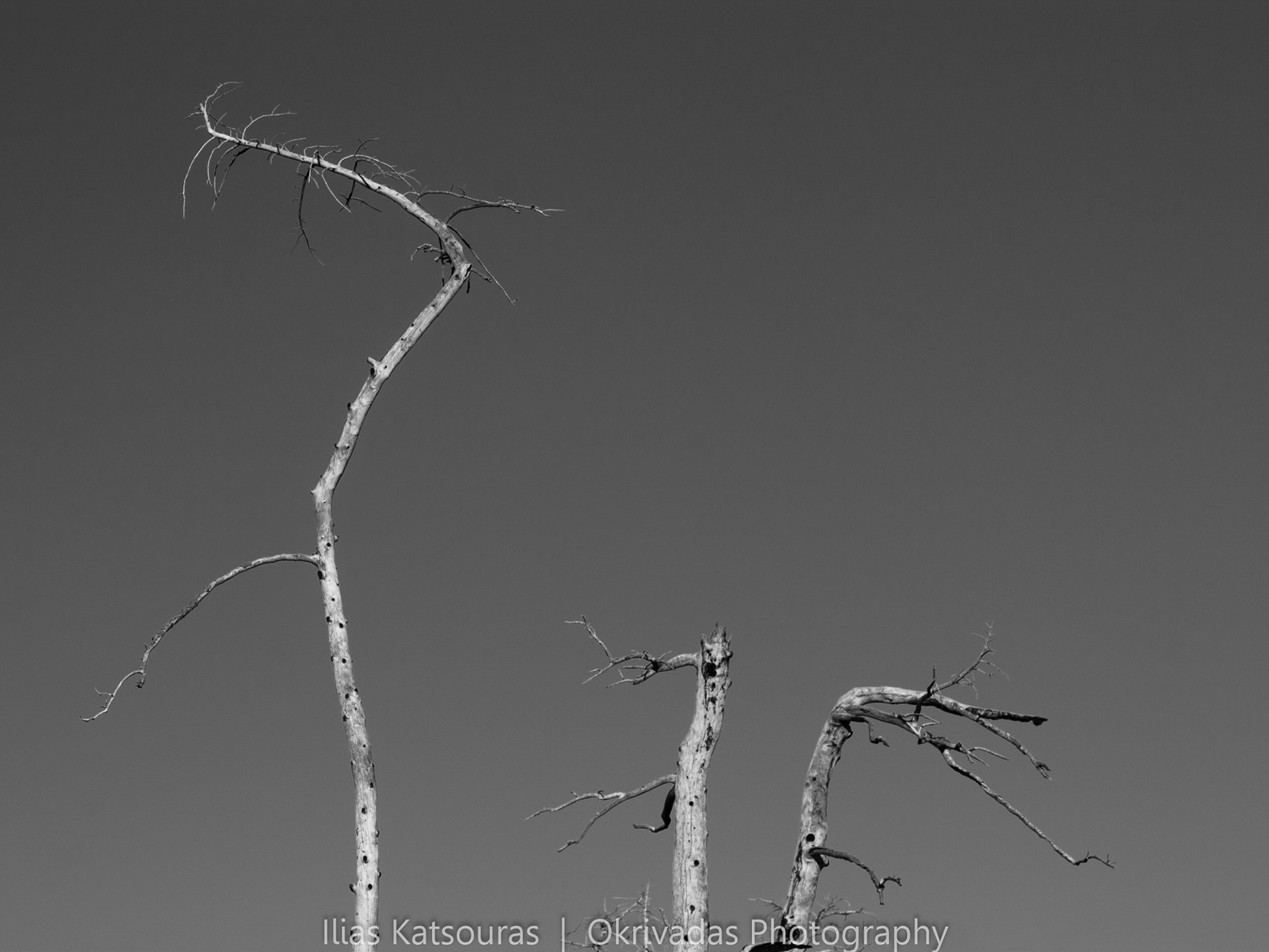 trees,trunks,minimalism,monochrome,δέντρα,πάρνηθα,κορμοί,μινιμαλισμός,μονοχρωμο