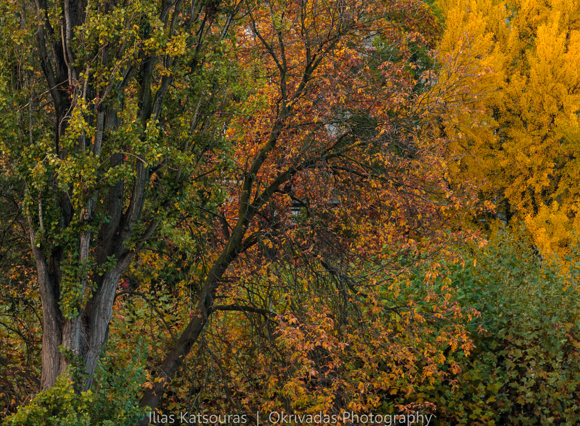 frankfurt,autumn,colours,φρανκφούρτη,φθινόπωρο,χρώματα