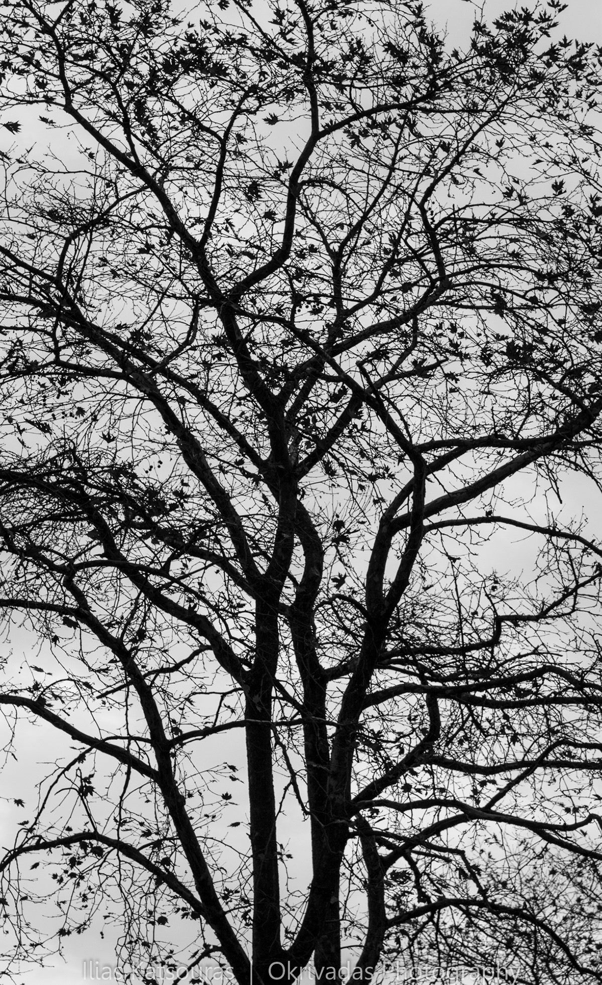 tree,silhouette,panteleimonas,δέντρο,σιλουέτα,παντελεήμονας