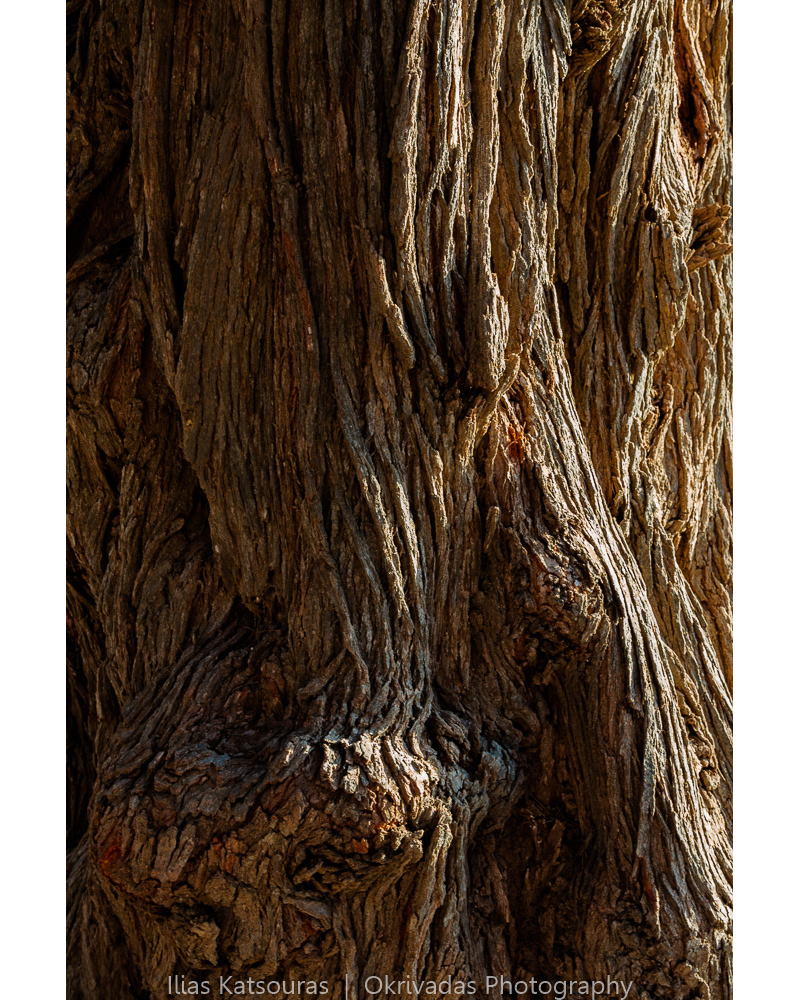 tree,texture,trunk,δέντρο,κορμός