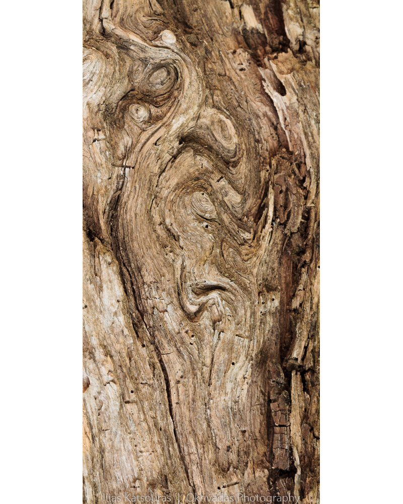 tree trunk detail colours δέντρο κορμός λεπτομέρεια χρώμα