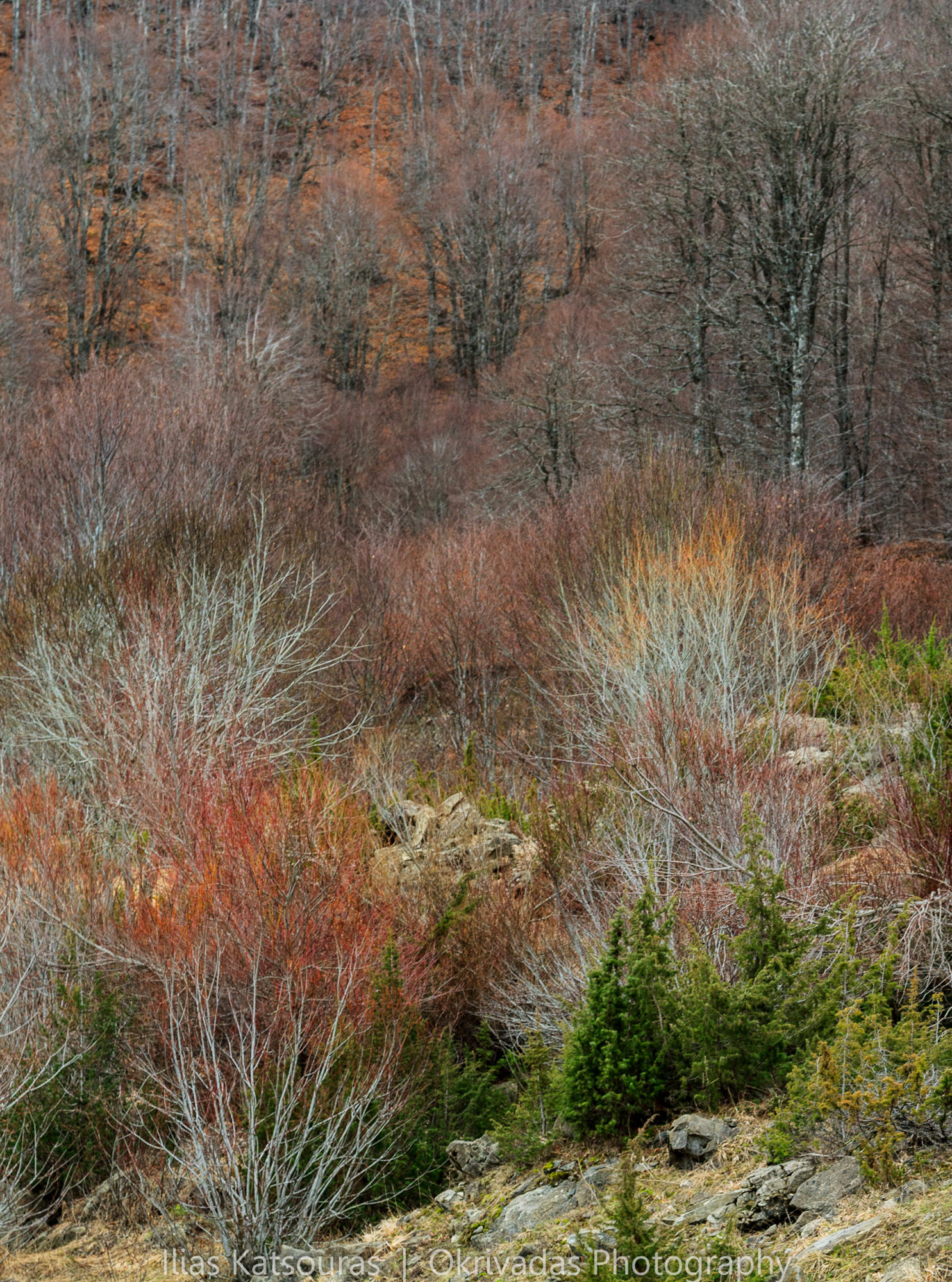 epirus,greece,winter,trees,nature,landscape,ήπειρος,ελλάδα,χειμώνας,δέντρα,φύση,τοπίο