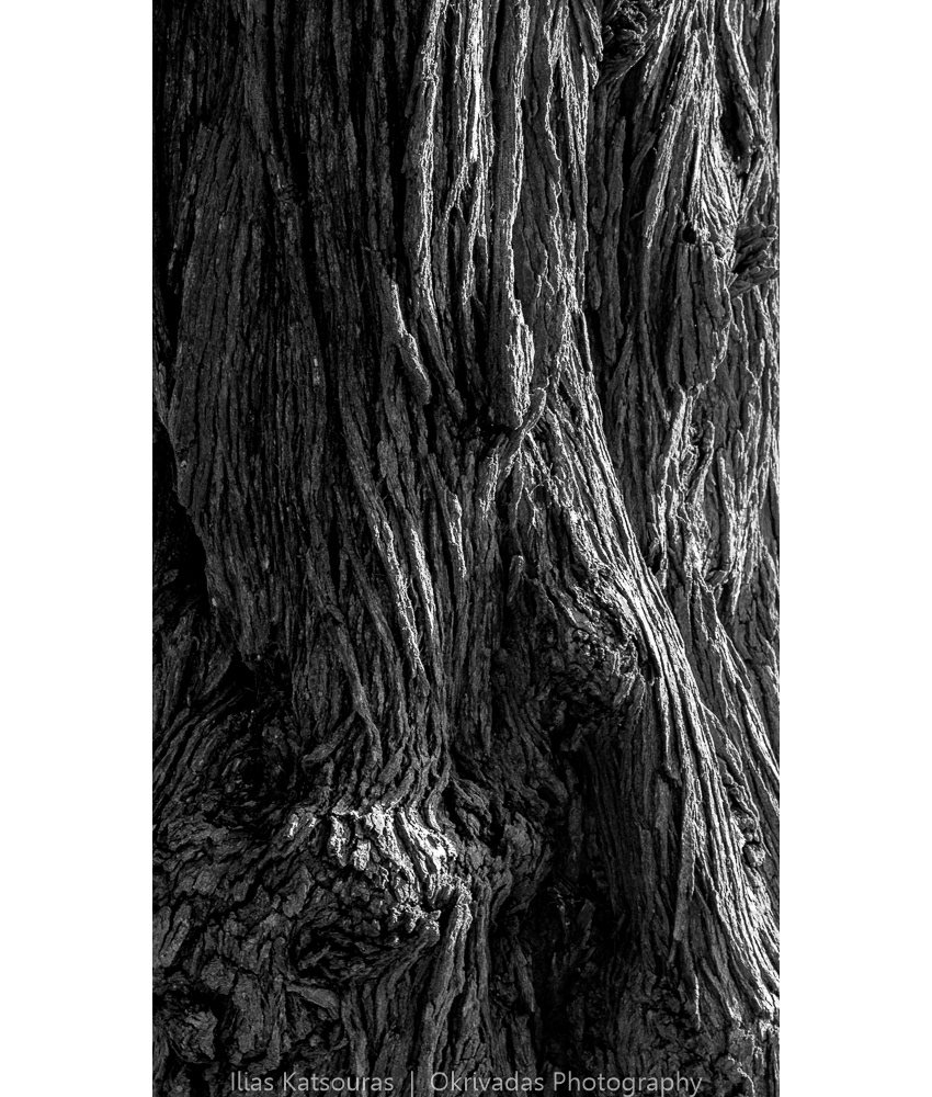 tree,texture,trunk,δέντρο,κορμός
