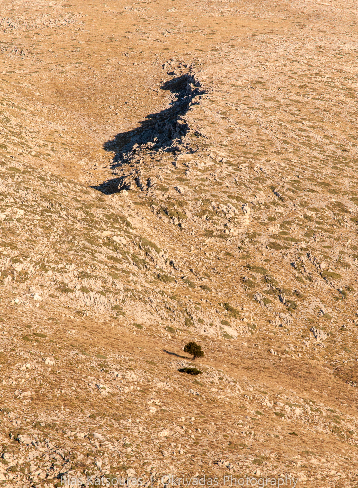minimalism,paranassos,tree,landscape,μινιμαλισμός,παρνασσός,δέντρο,τοπίο