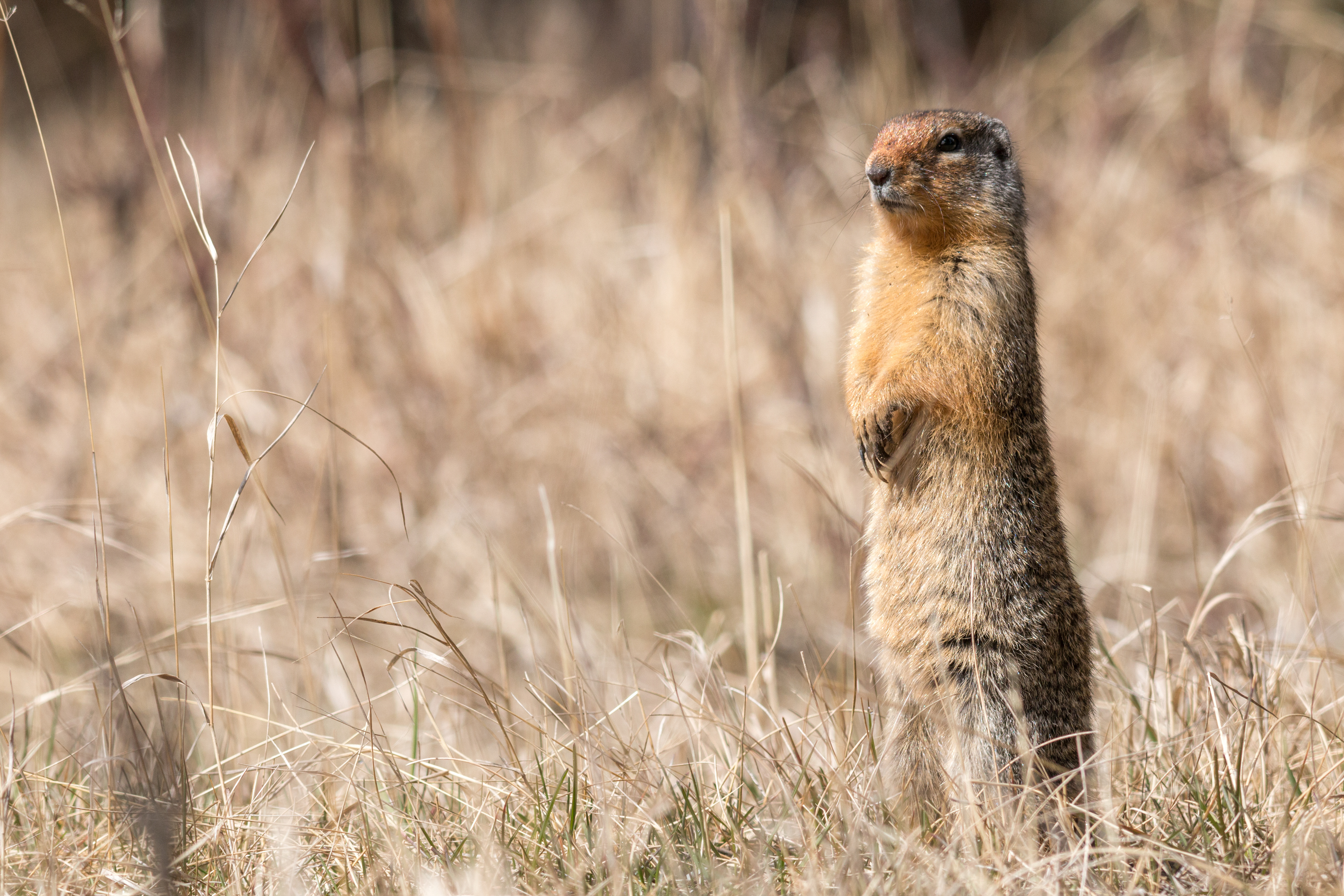 erdhörnchen