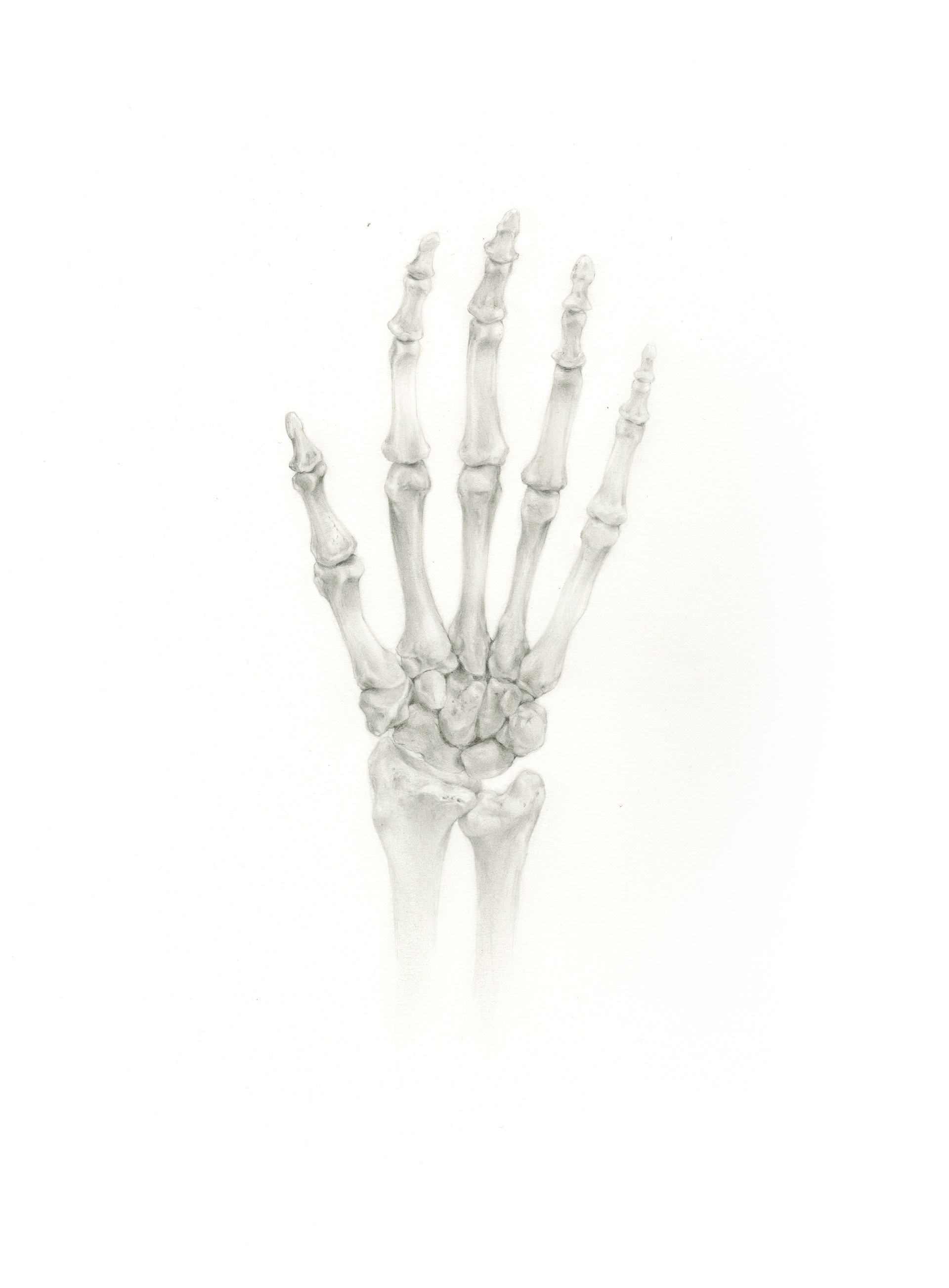 From life graphite study of the bones in the hand