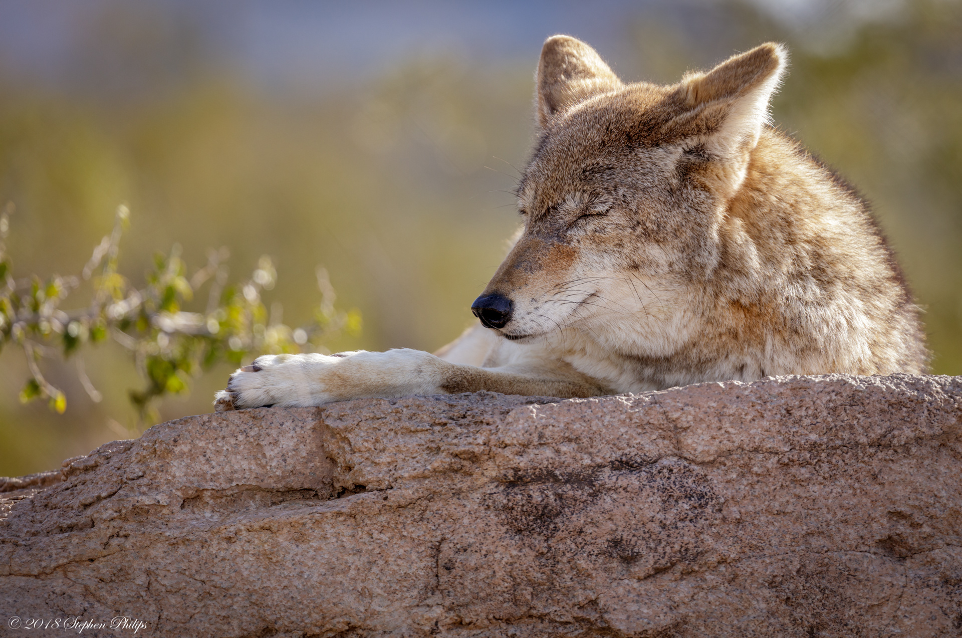 Stephen Philips - Amazing Animals of Arizona