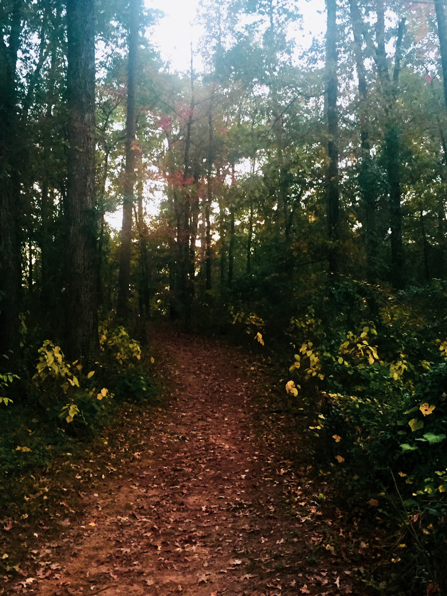 Through the Woods