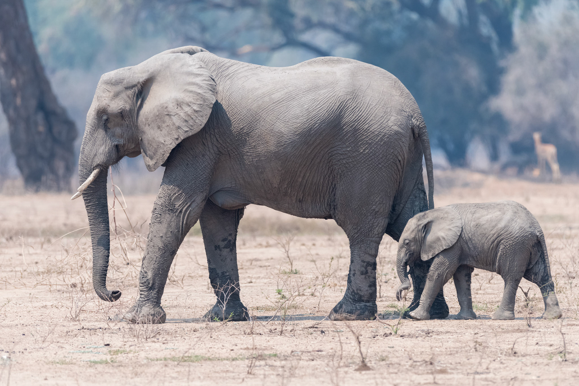 Mana Pools, Zimbabwe